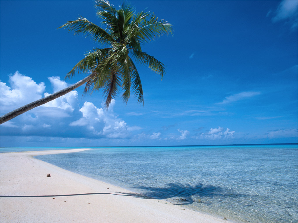 carta da parati playa,cielo,blu,natura,albero,palma