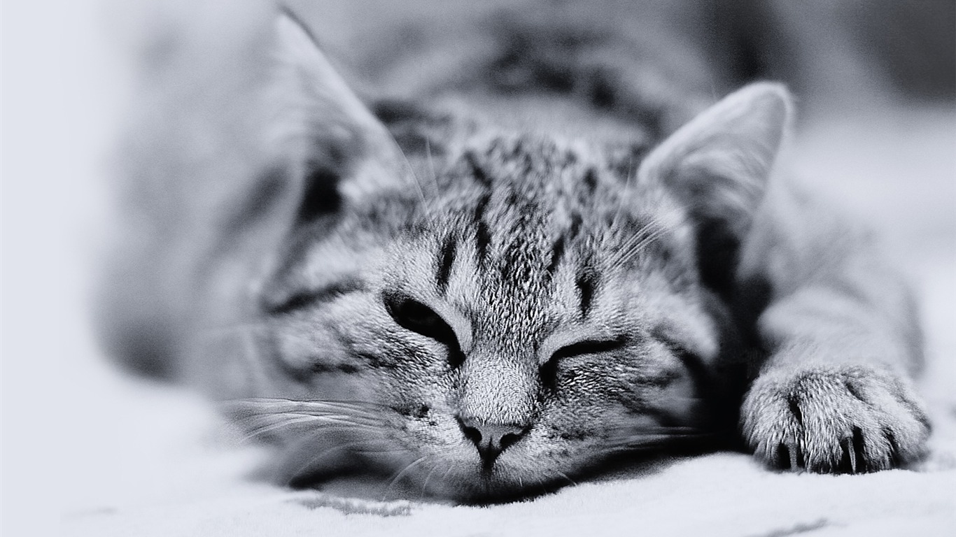 fondo de pantalla de chat,gato,gatos pequeños a medianos,bigotes,en blanco y negro,felidae