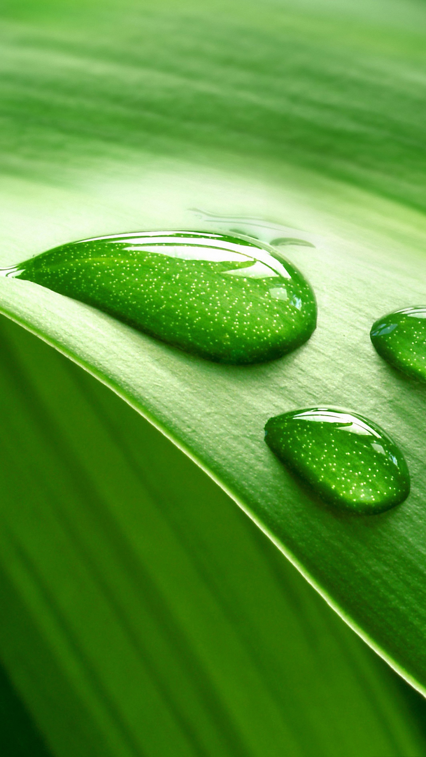 lg g4 wallpaper,green,water,leaf,dew,drop