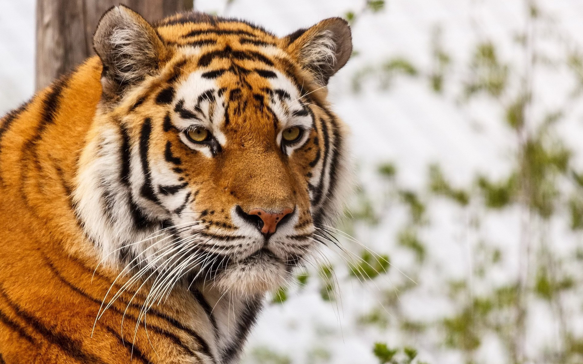tigre wallpaper,tiger,wildlife,mammal,terrestrial animal,vertebrate