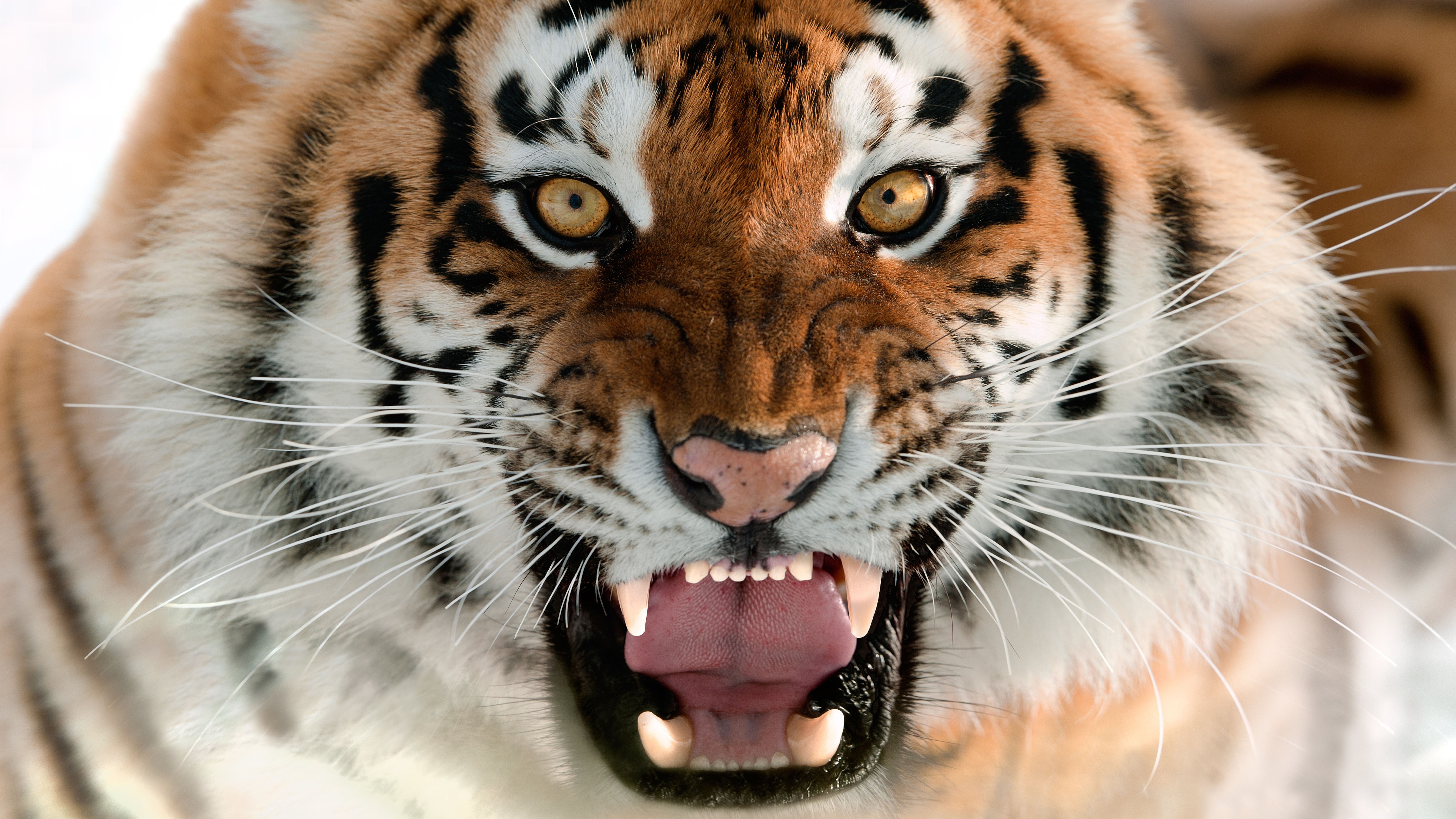 tigre wallpaper,tiger,mammal,vertebrate,wildlife,terrestrial animal