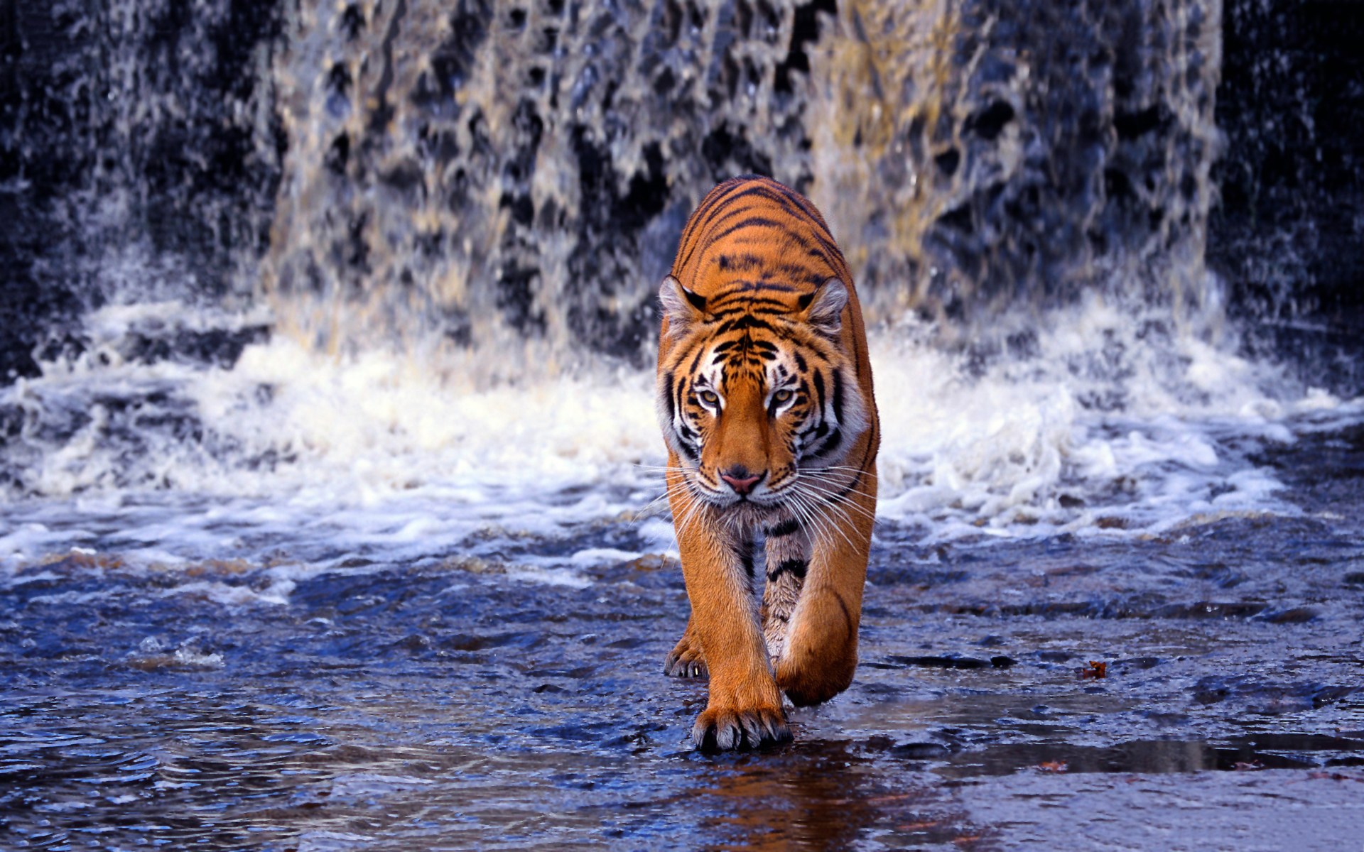 fondo de pantalla de tigre,tigre,fauna silvestre,tigre de bengala,tigre siberiano,felidae