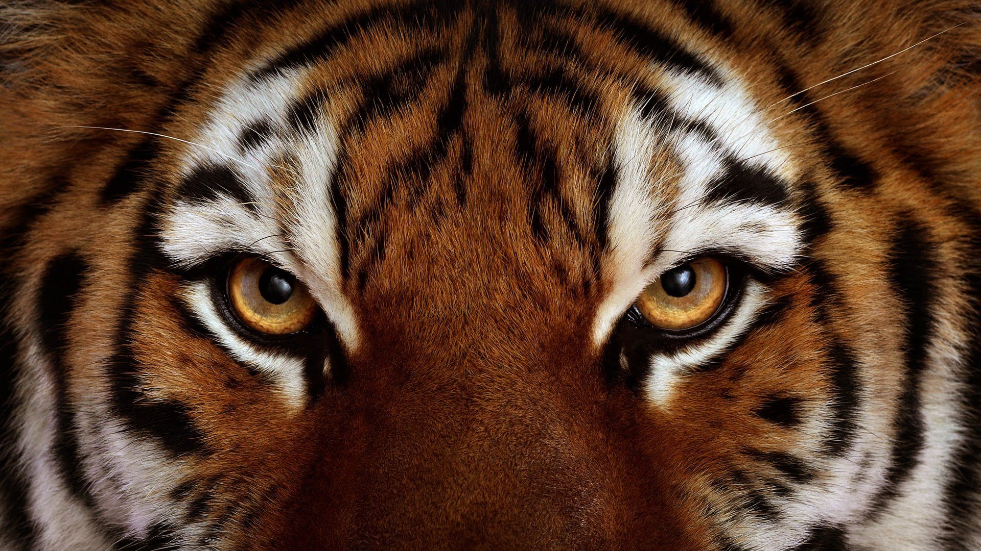 tigre wallpaper,mammal,tiger,vertebrate,wildlife,terrestrial animal