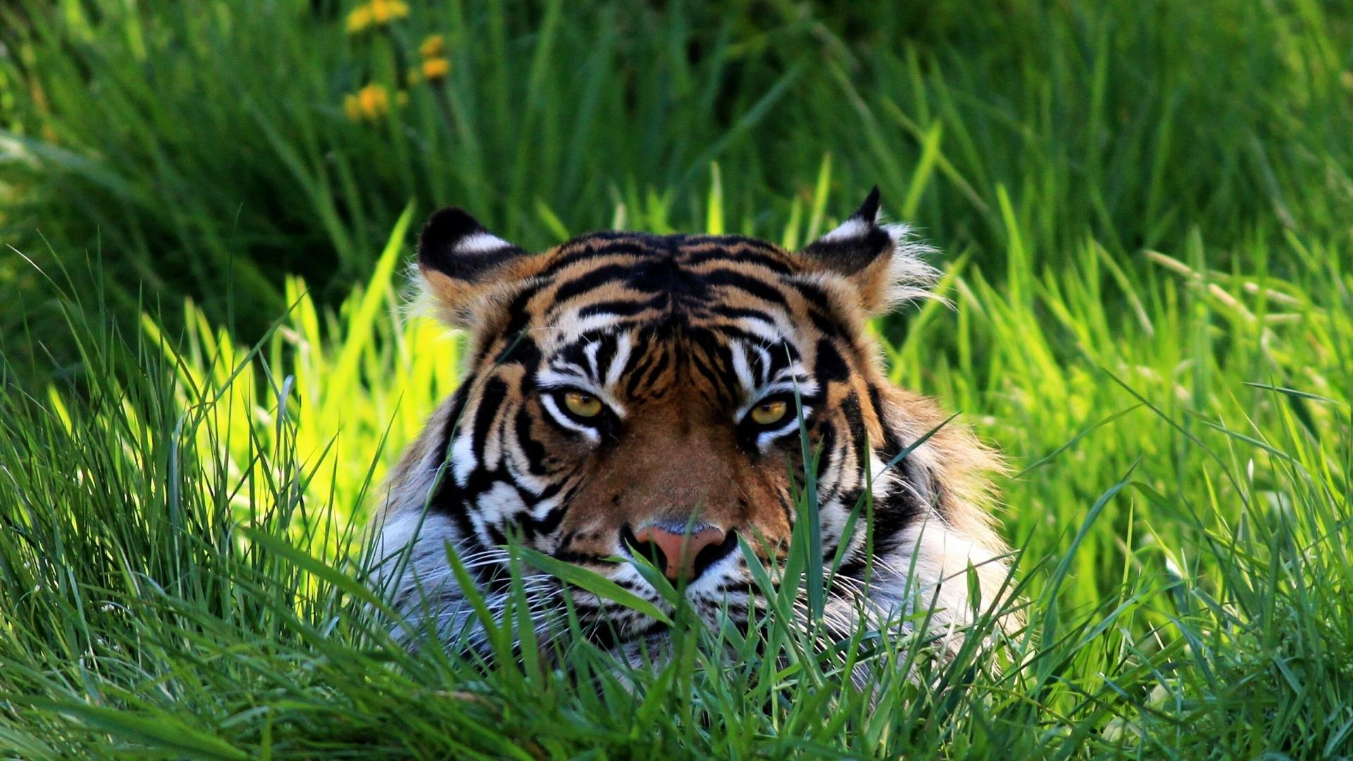 fondo de pantalla de tigre,tigre,fauna silvestre,animal terrestre,tigre de bengala,tigre siberiano