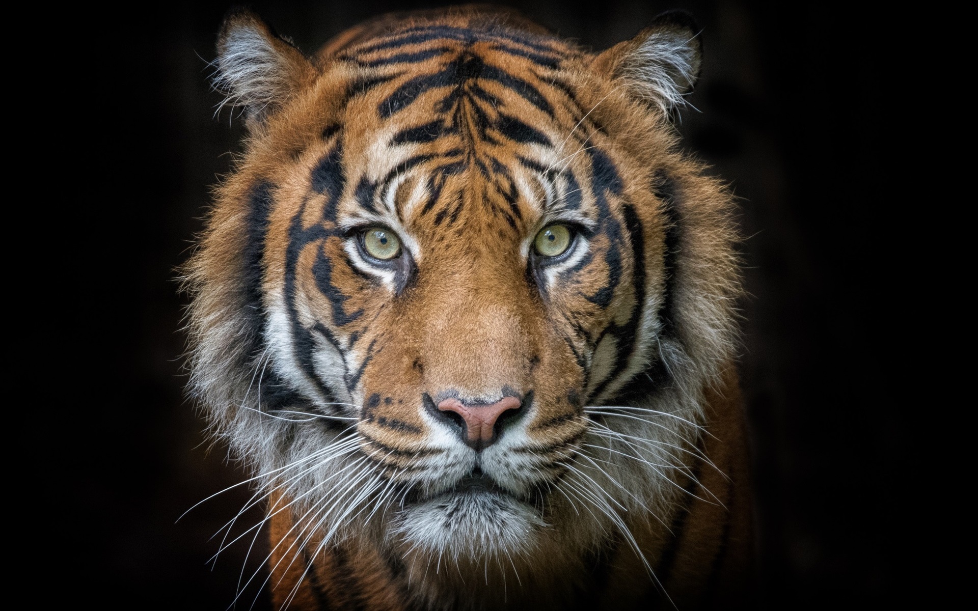 fondo de pantalla de tigre,tigre,fauna silvestre,animal terrestre,tigre de bengala,bigotes