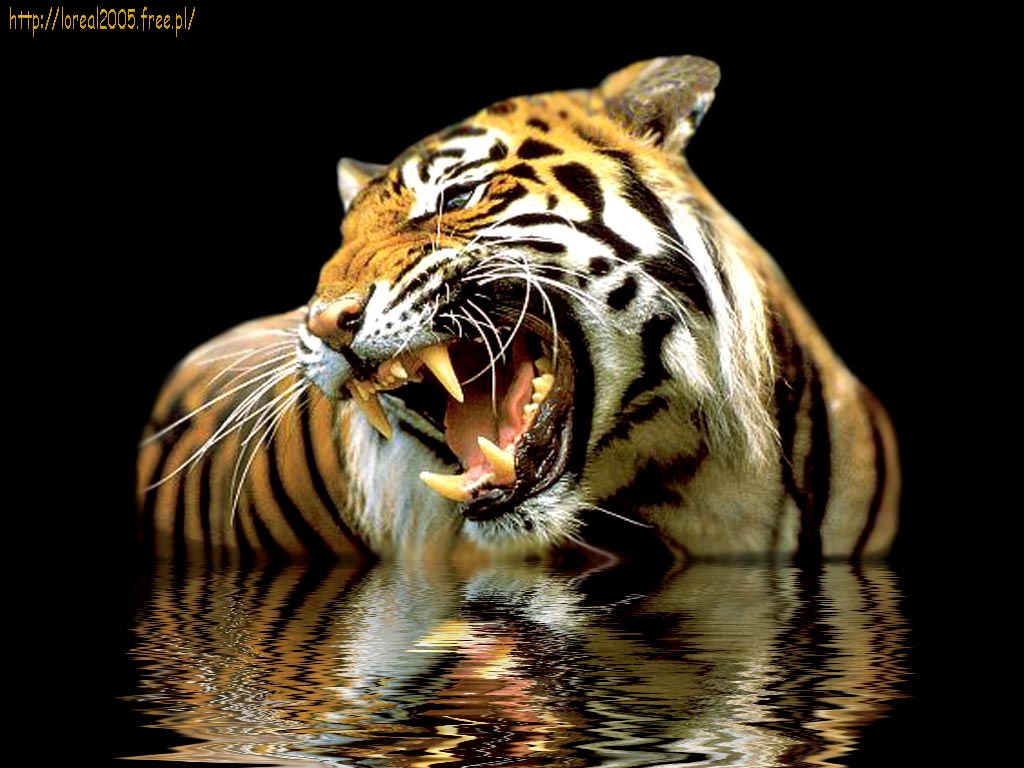 tigre wallpaper,tiger,wildlife,vertebrate,bengal tiger,siberian tiger