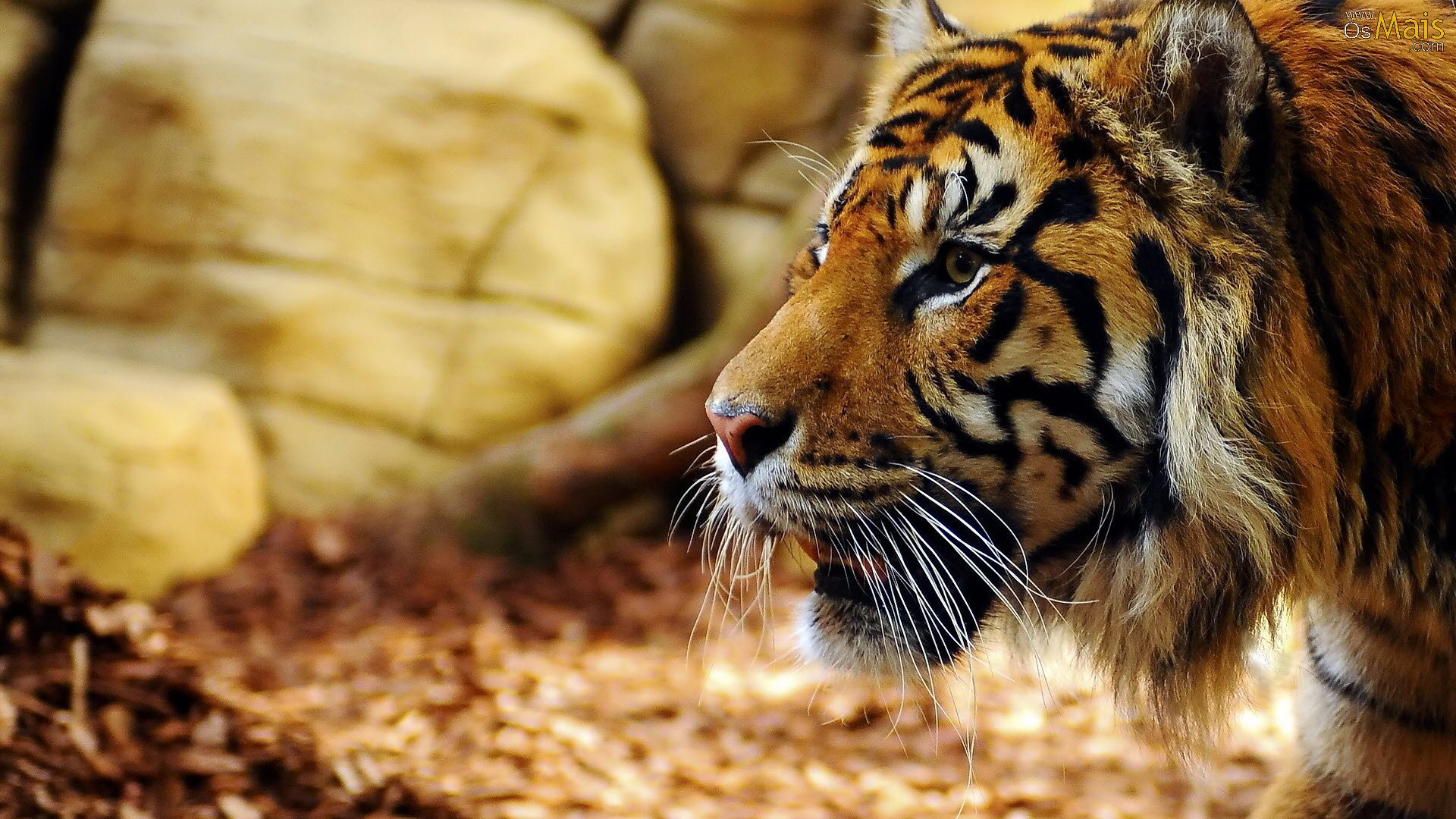 fondo de pantalla de tigre,tigre,fauna silvestre,animal terrestre,tigre de bengala,felidae