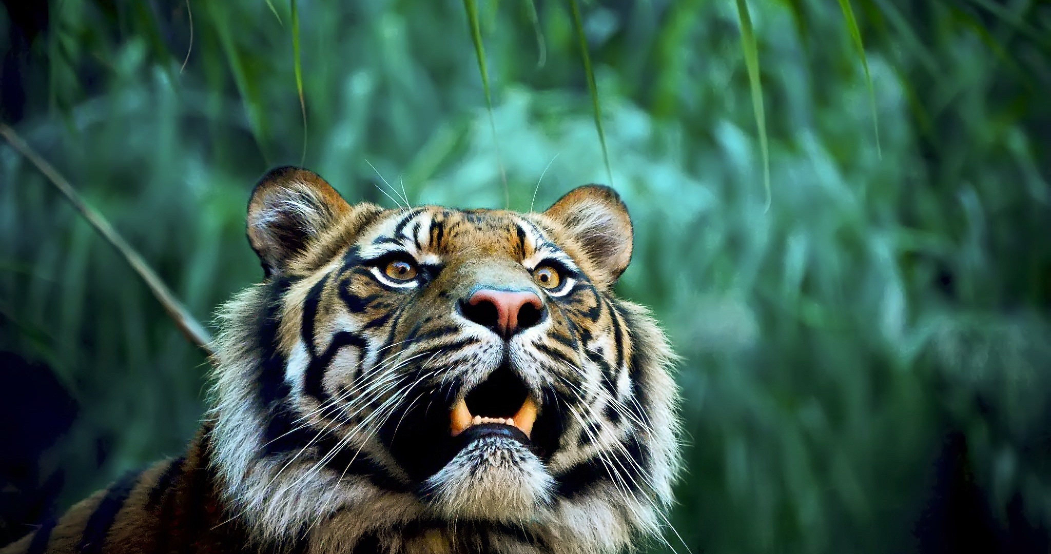 fondo de pantalla de tigre,tigre,fauna silvestre,animal terrestre,tigre de bengala,bigotes