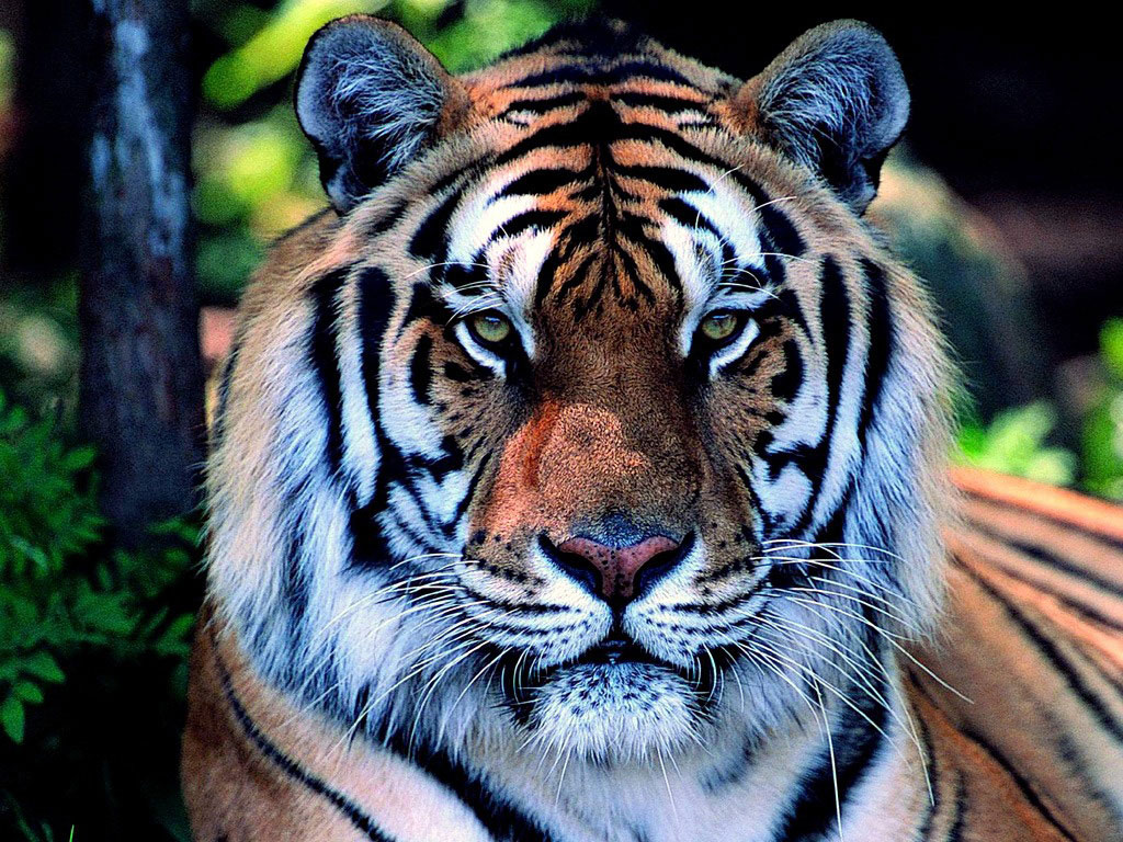 tigre wallpaper,tiger,mammal,wildlife,vertebrate,bengal tiger