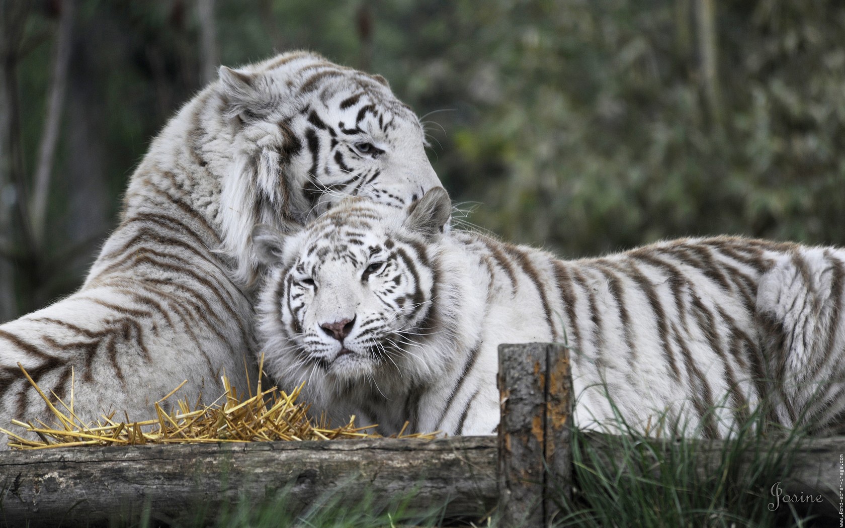 fondo de pantalla de tigre,tigre,fauna silvestre,animal terrestre,tigre de bengala,felidae