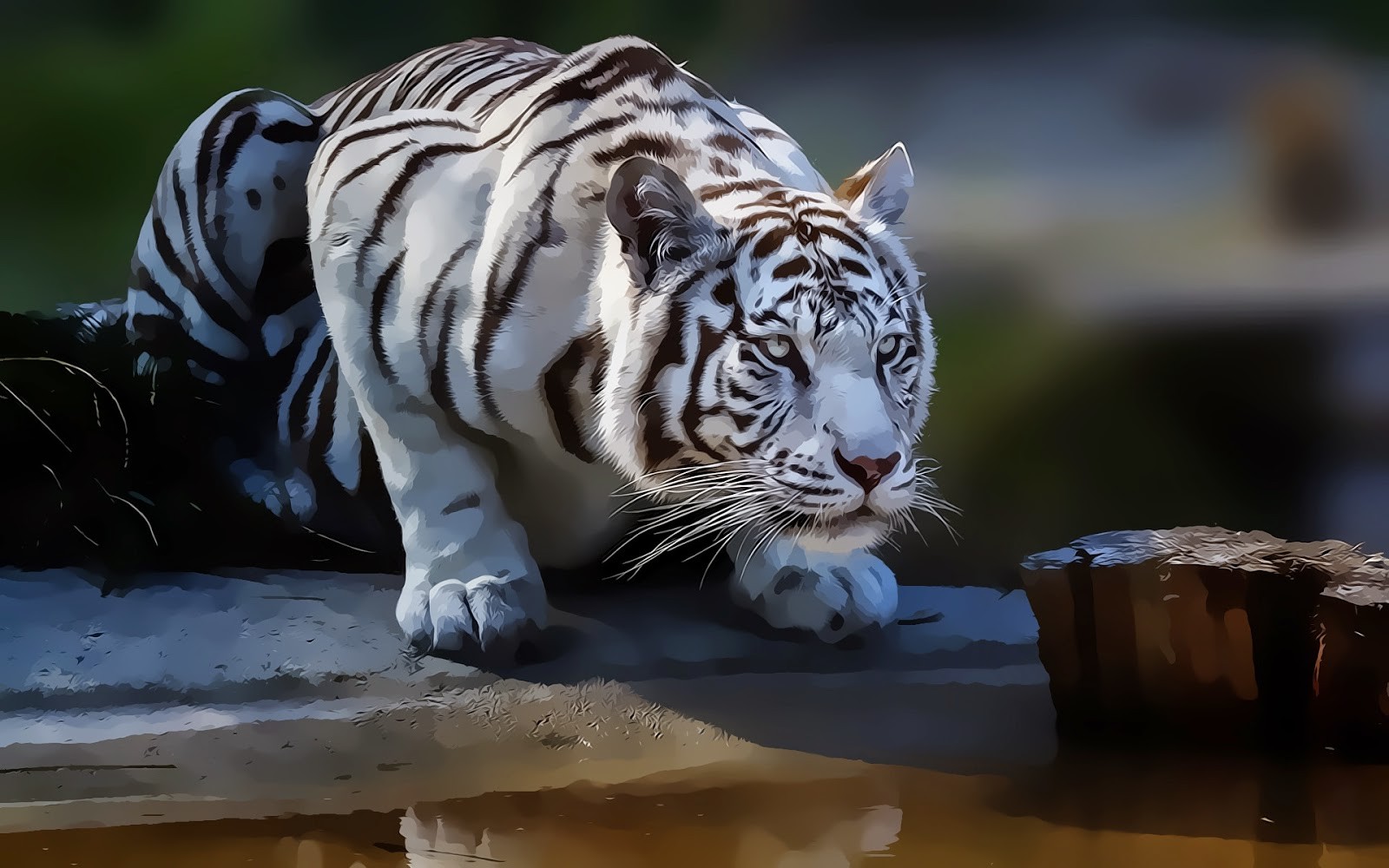 tigre wallpaper,tiger,mammal,vertebrate,wildlife,bengal tiger