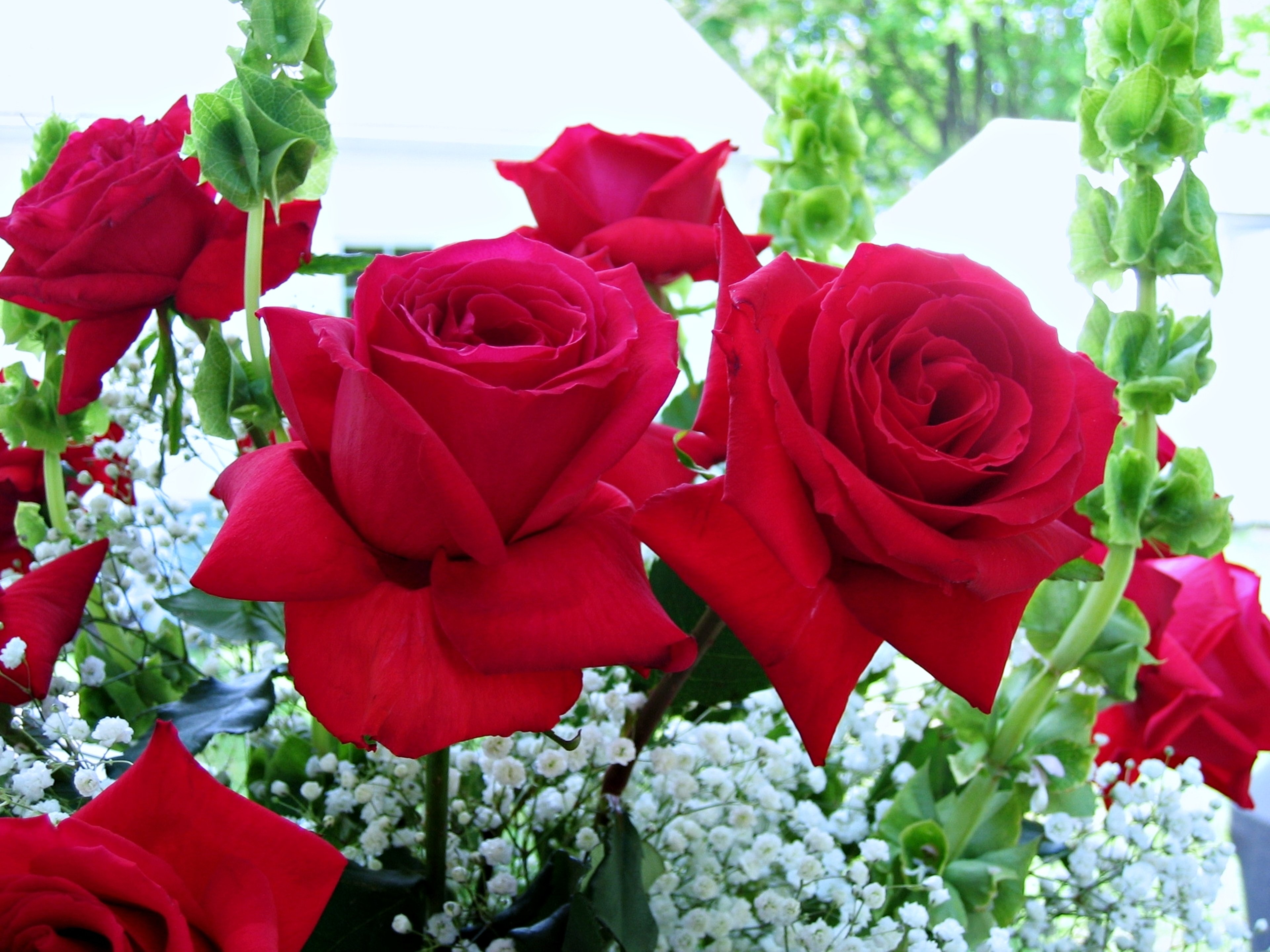 whatsappの美しい壁紙,花,ローズ,庭のバラ,開花植物,赤