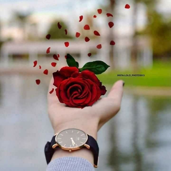 whatsapp 아름다운 벽지,빨간,사진,분홍,장미,정원 장미