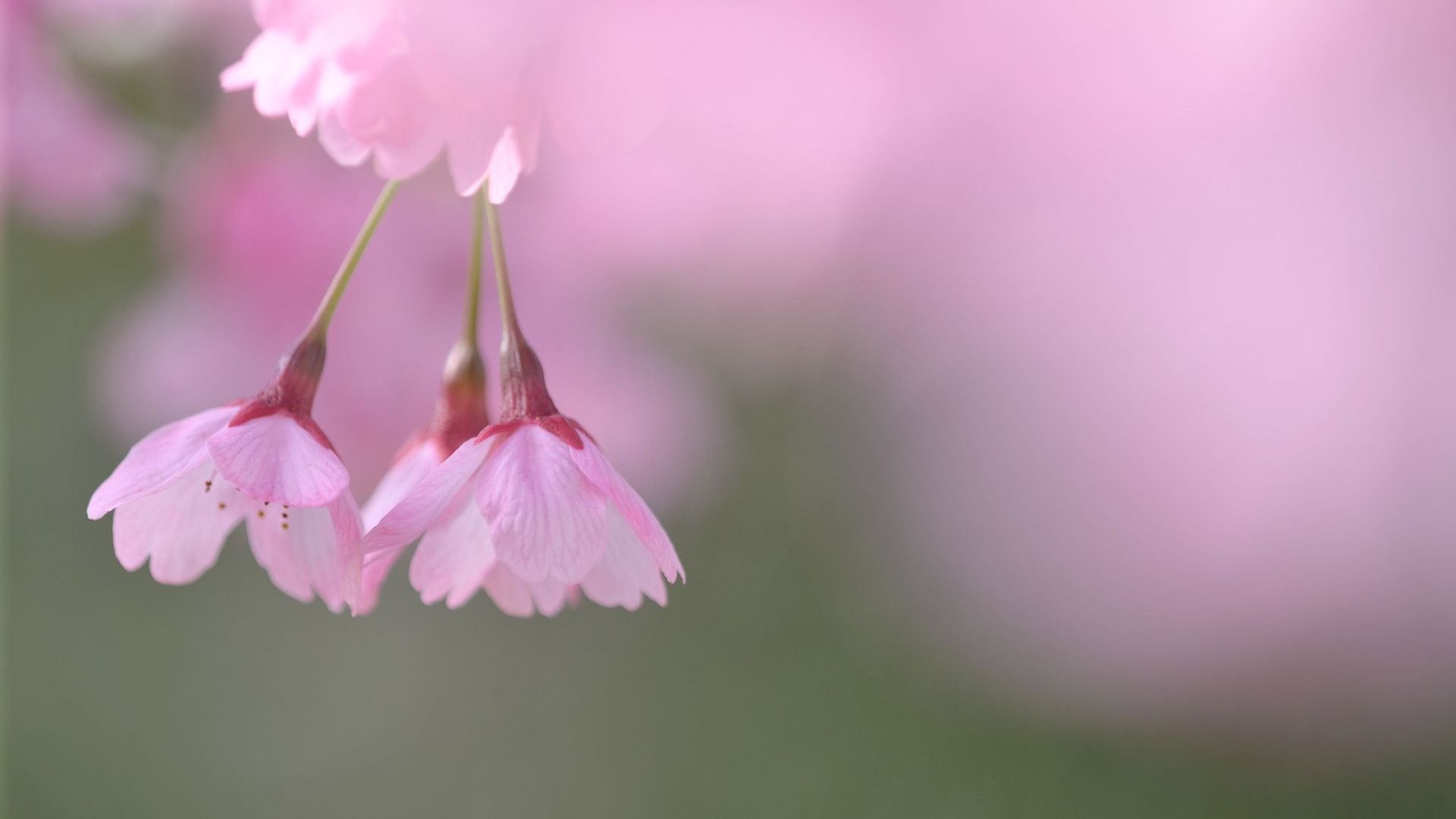 small wallpaper,flower,pink,petal,plant,flowering plant