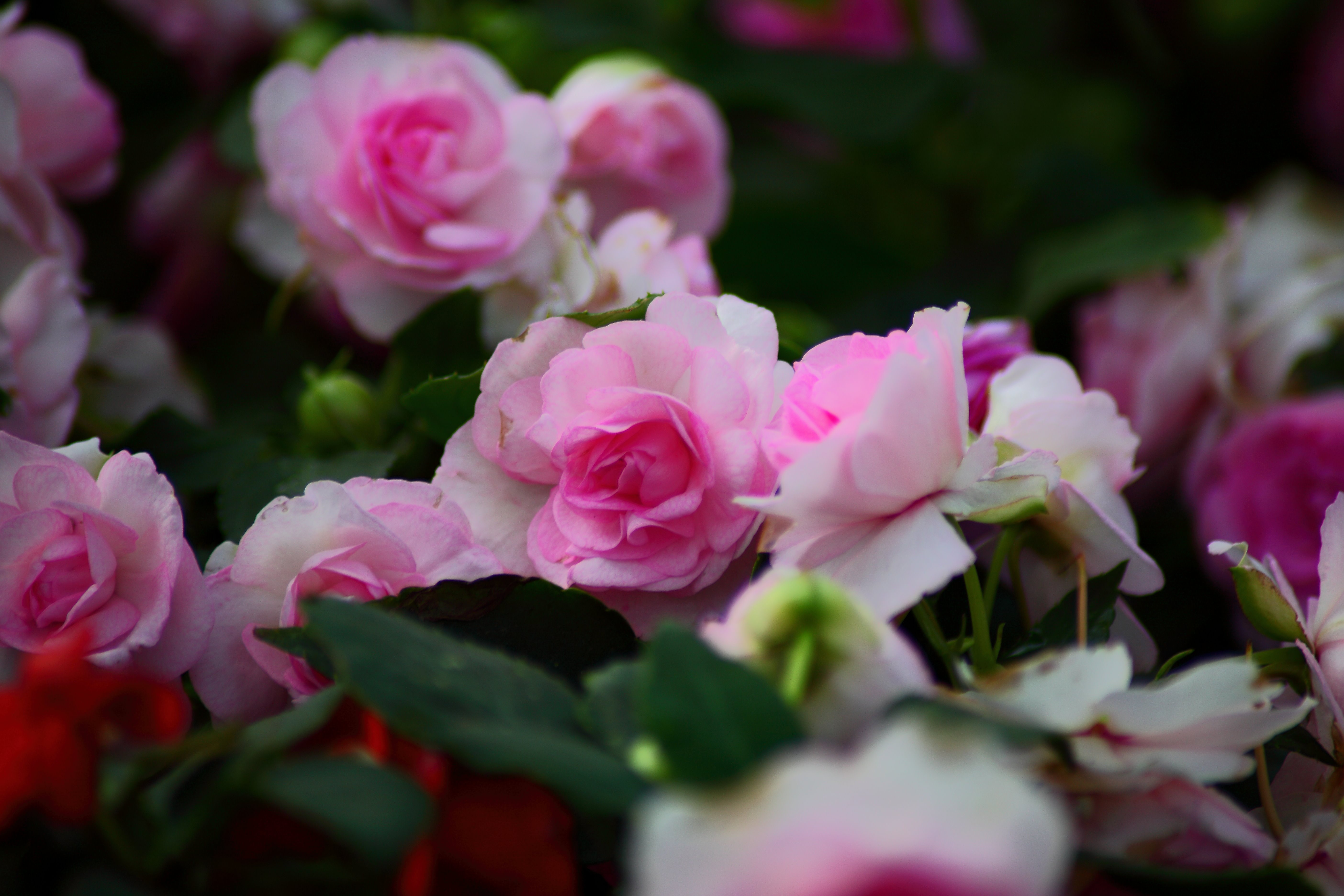 ロザスの壁紙,花,開花植物,花弁,ピンク,庭のバラ