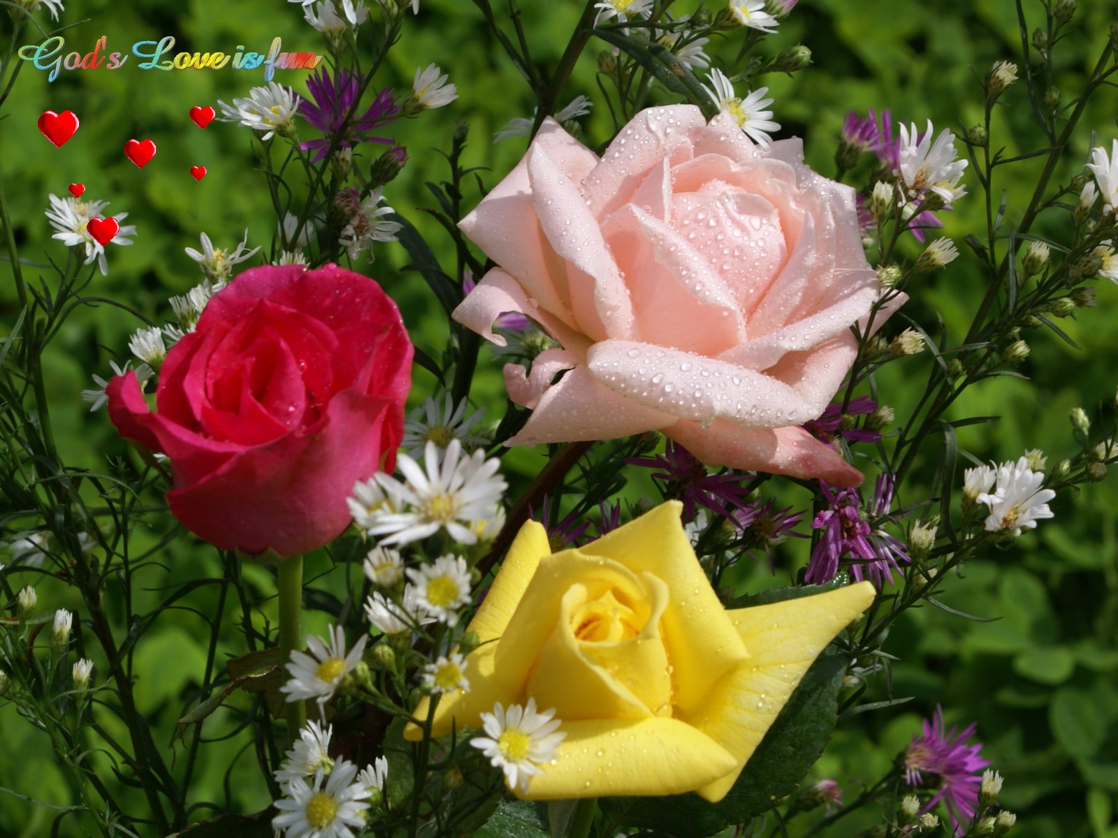 carta da parati rosas,fiore,rose da giardino,pianta fiorita,rosa,petalo