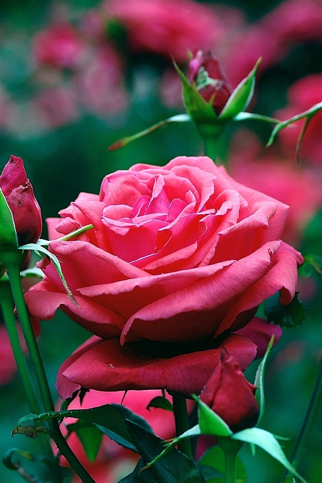 carta da parati rosas,fiore,rose da giardino,pianta fiorita,rosa,petalo