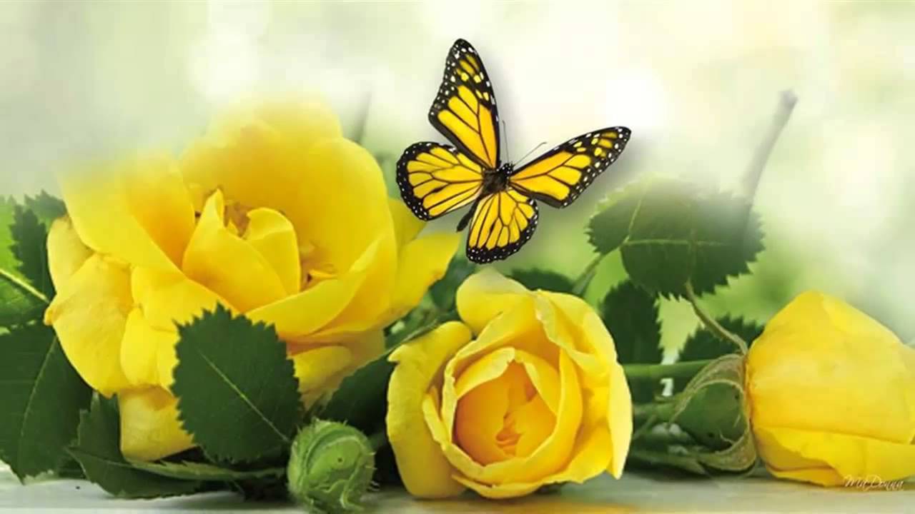 carta da parati rosas,la farfalla,giallo,insetto,falene e farfalle,farfalla dai piedi a pennello