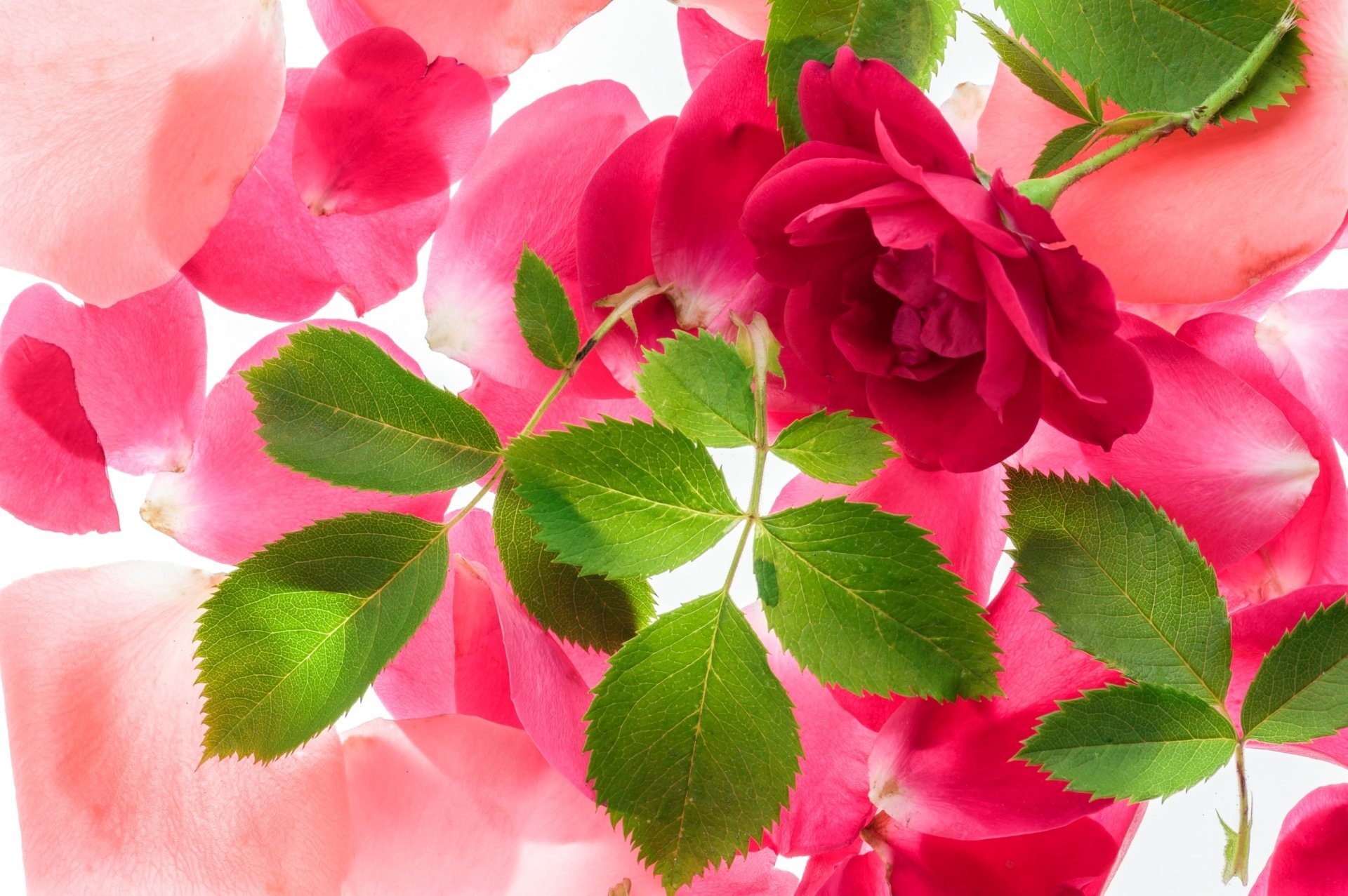 rosas wallpaper,flower,flowering plant,petal,pink,plant