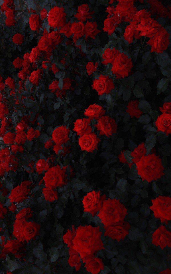 fondo de pantalla de rosas,rojo,negro,modelo,textil,diseño