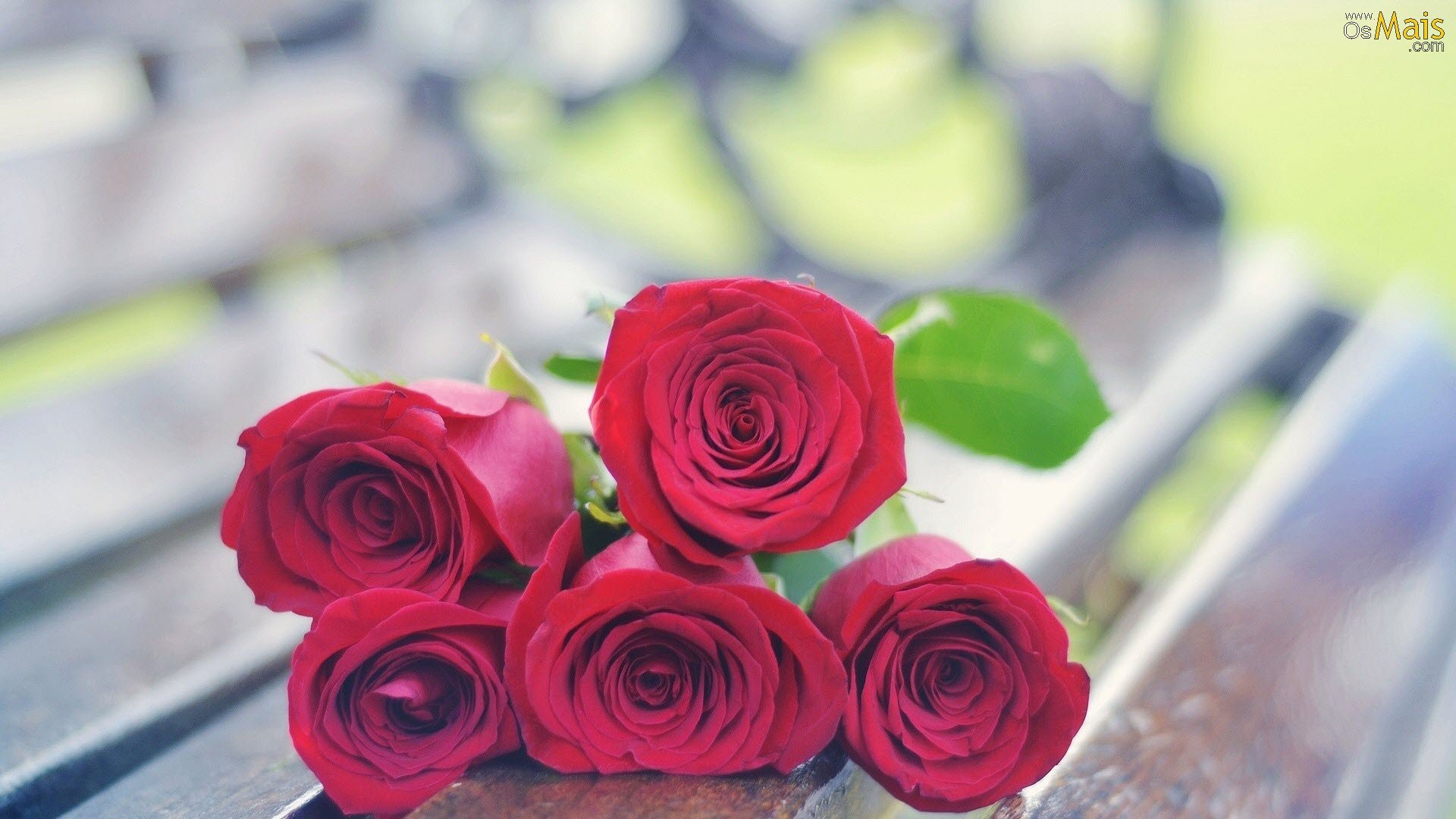 ロザスの壁紙,花,庭のバラ,ローズ,ピンク,赤