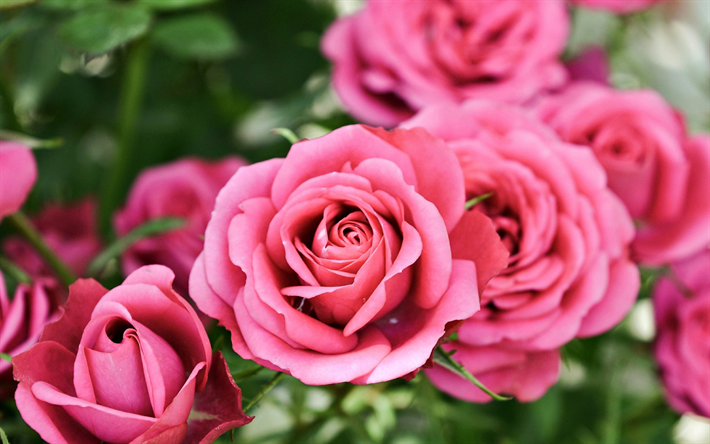 fond d'écran rosas,fleur,rose,roses de jardin,plante à fleurs,pétale