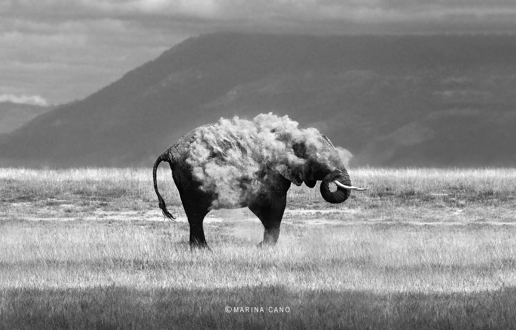 cut wallpaper,nature,wildlife,black and white,terrestrial animal,sky