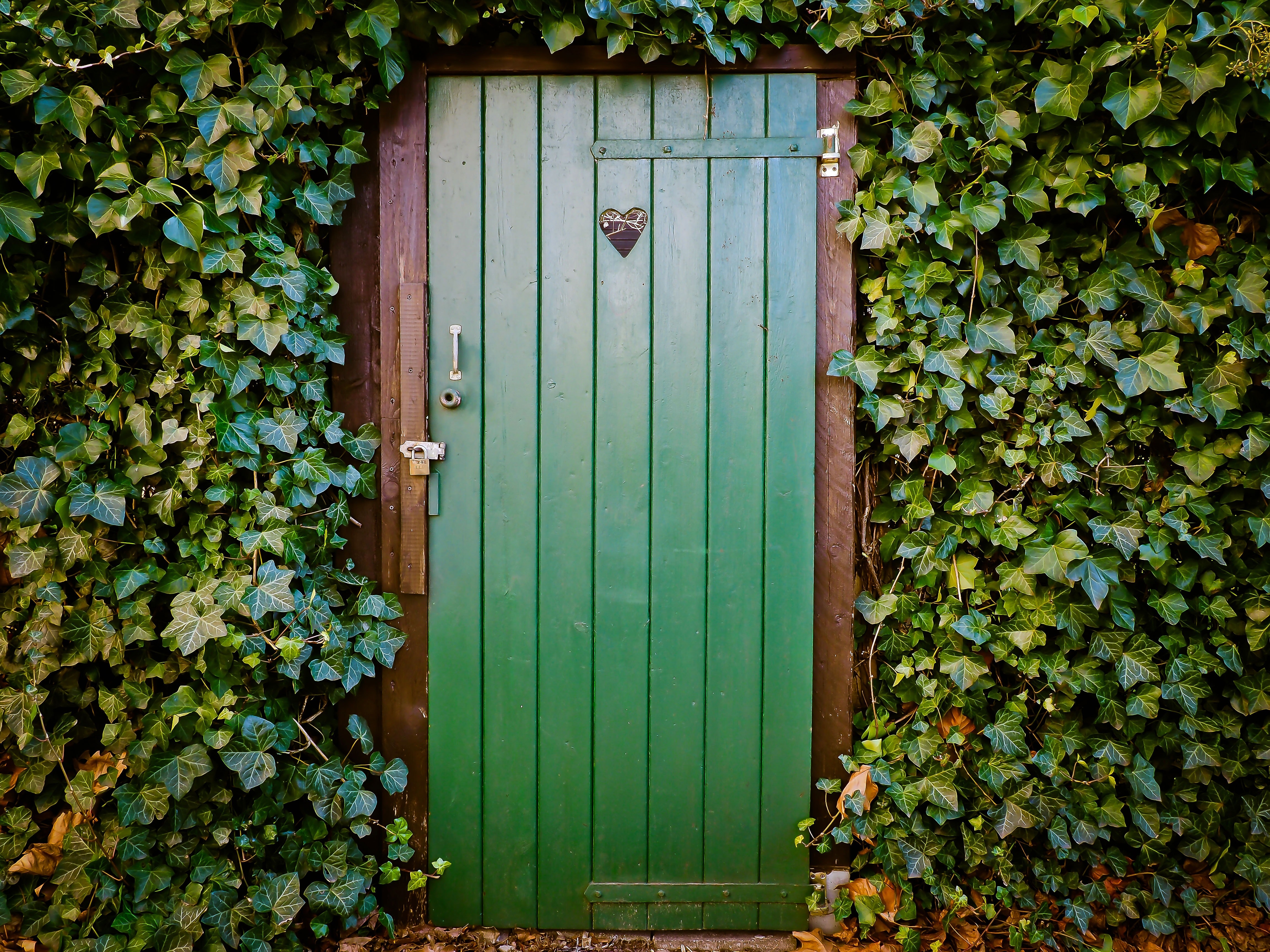 papier peint de porte,vert,porte,propriété,mur,bois