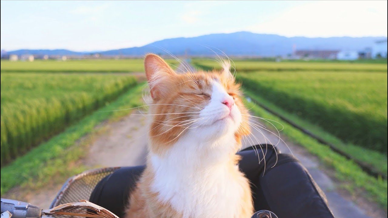 mi fondo de pantalla de fotos,gato,felidae,bigotes,gatos pequeños a medianos,césped