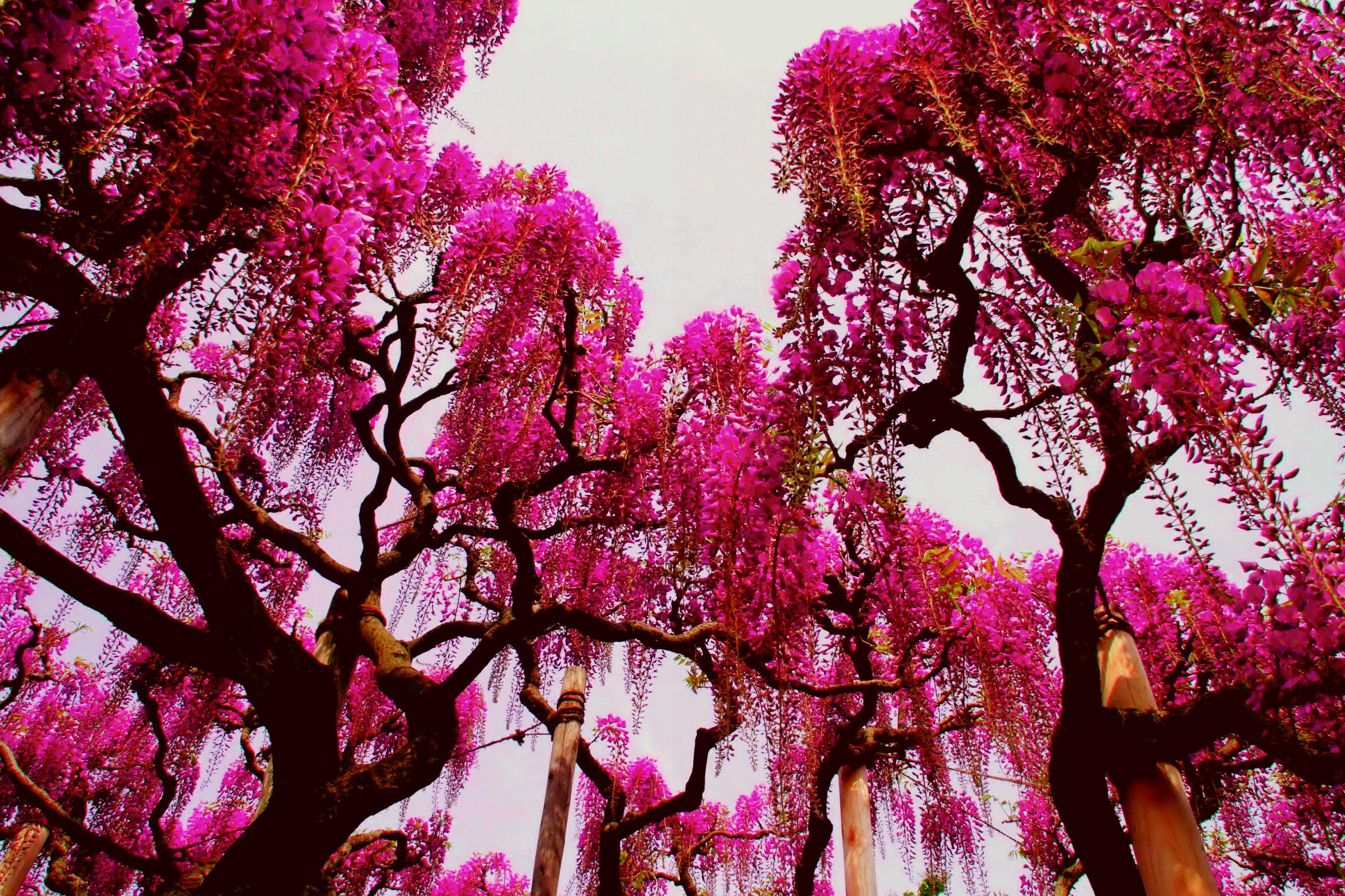 nature live wallpaper hd,tree,pink,spring,purple,plant
