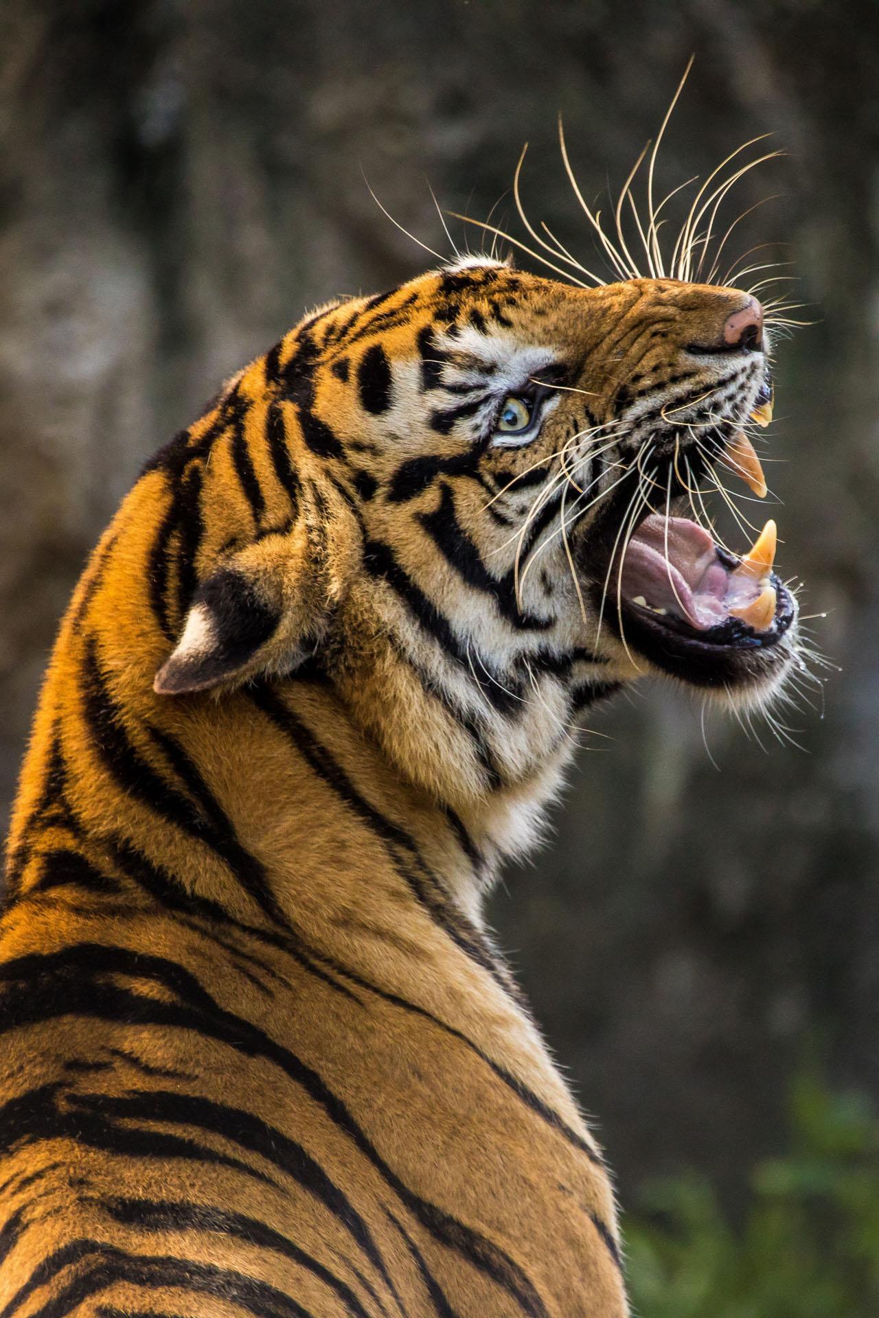 temas de fondo de pantalla para android,tigre,fauna silvestre,animal terrestre,tigre de bengala,tigre siberiano