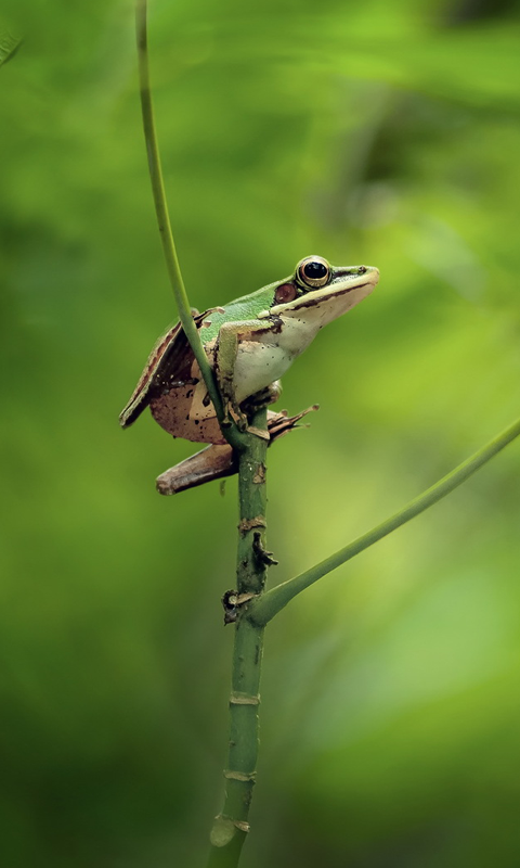 divertido fondo de pantalla en vivo,pájaro,fauna silvestre,planta,tallo de la planta,pájaro posado