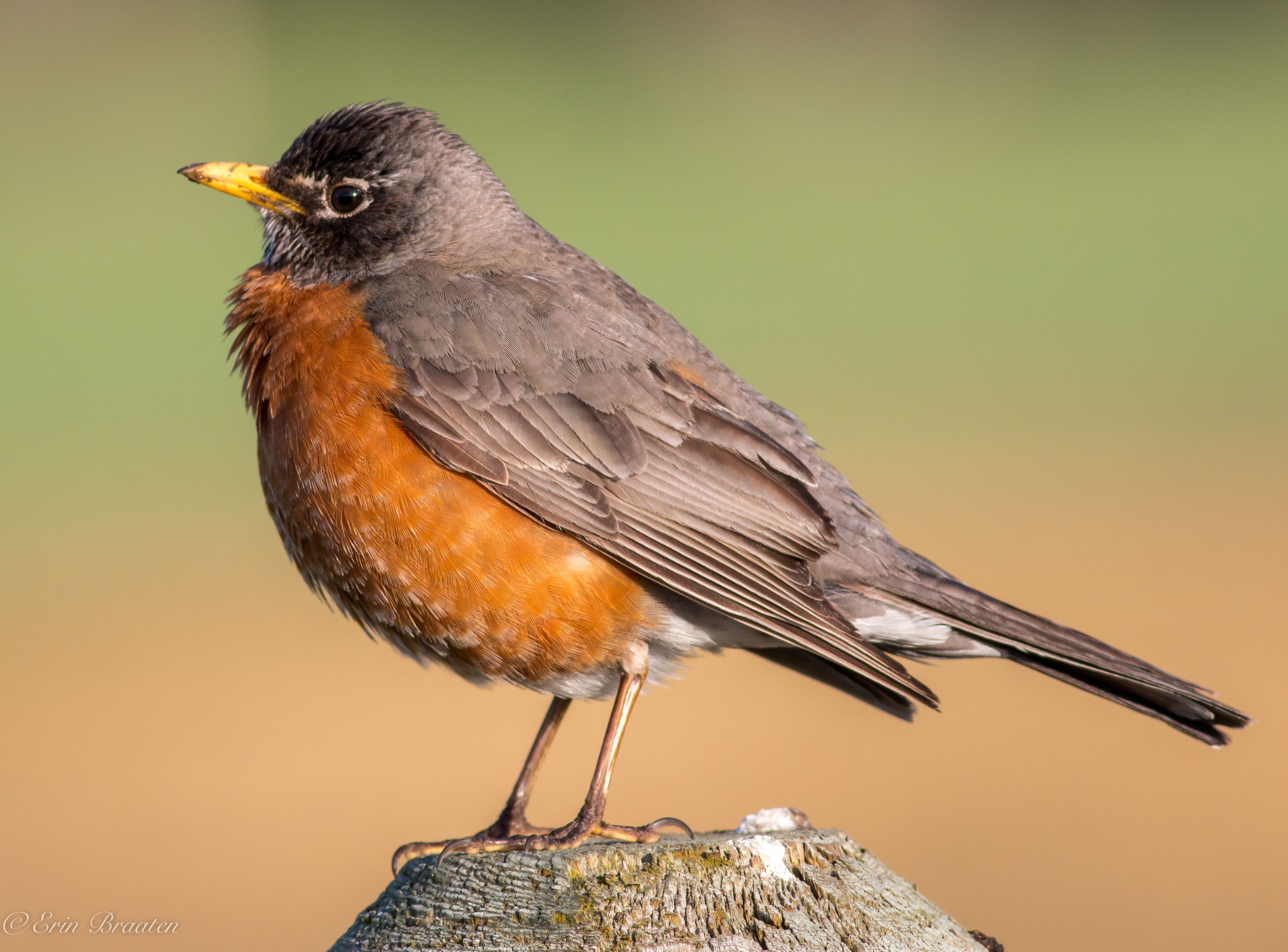 robin wallpaper,bird,vertebrate,beak,robin,european robin