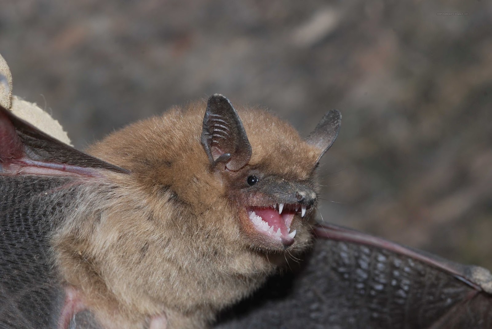 박쥐 벽지,박쥐,뱀파이어 박쥐,작은 갈색 myotis,마우스 귀 박쥐,큰 갈색 박쥐