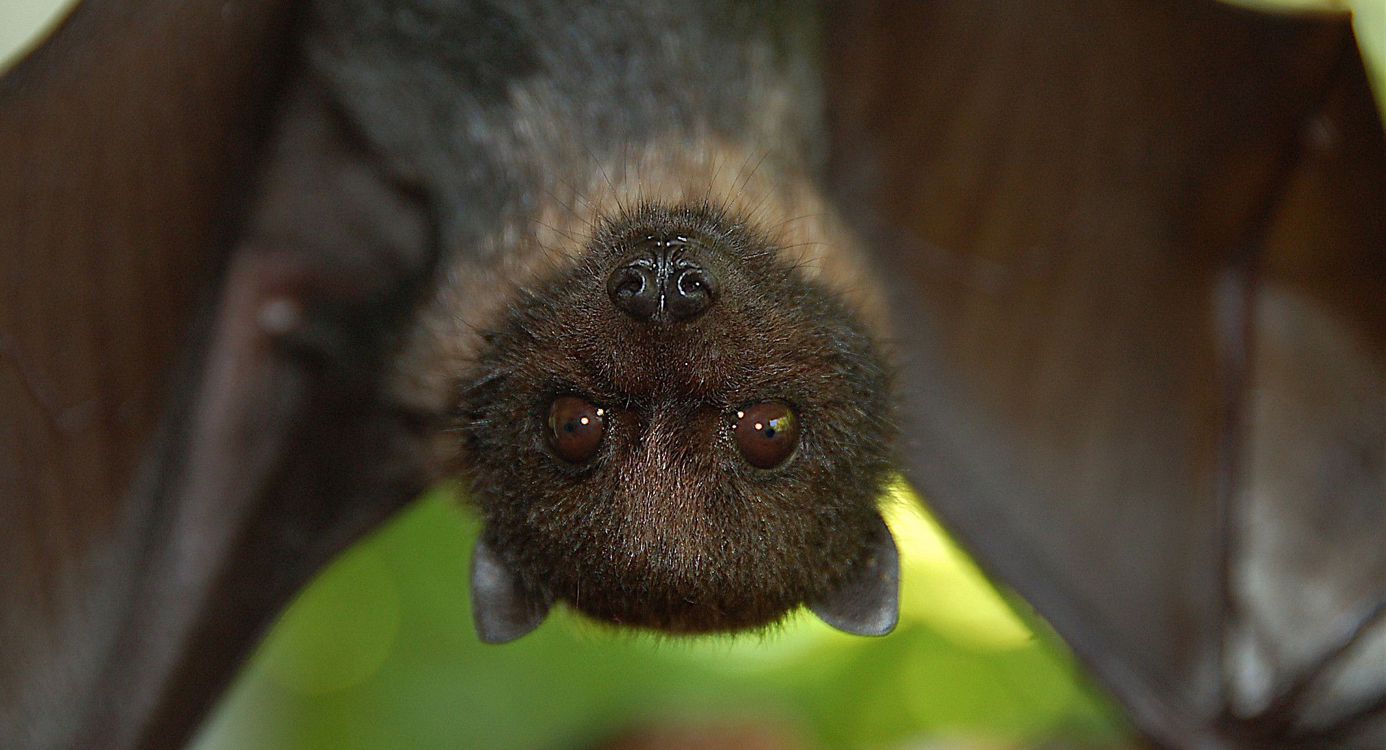 papier peint chauve souris,chauve souris,museau,grosse chauve souris brune,plante,faune