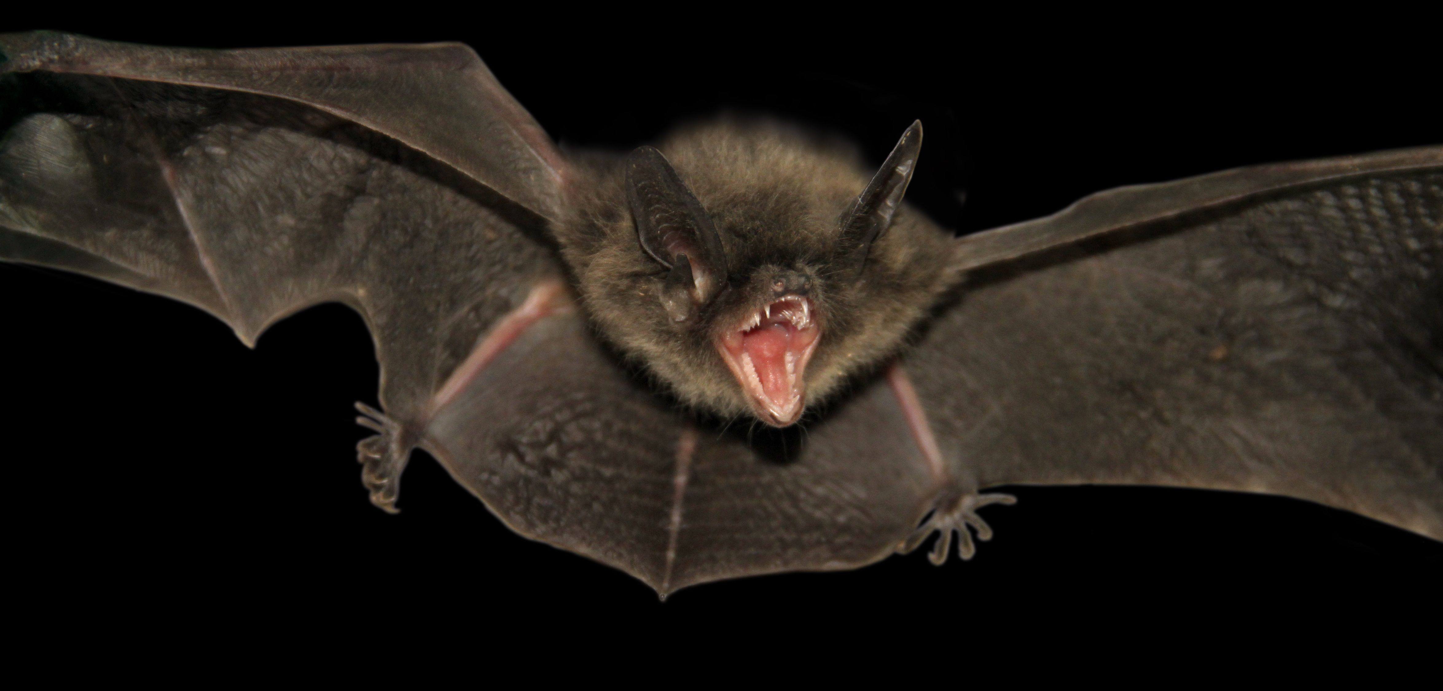 carta da parati pipistrello,pipistrello,pipistrello vampiro,pipistrello dalle orecchie di topo,piccolo miotide marrone,grande pipistrello marrone
