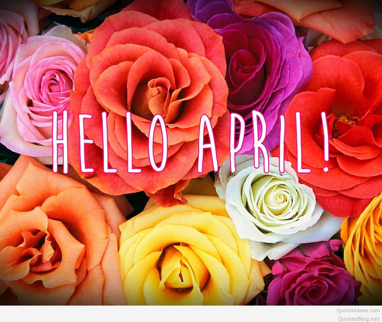 april wallpaper,flower,garden roses,rose,pink,petal