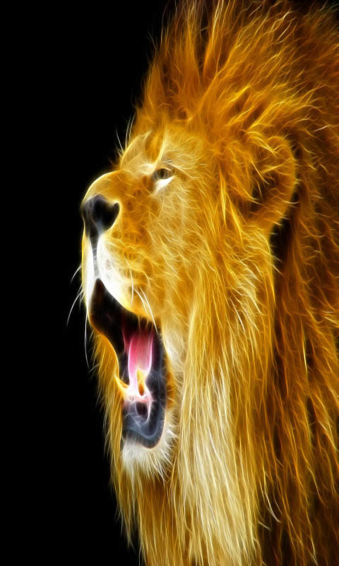 leone live wallpaper,leone,leone masai,ruggito,felidae,natura