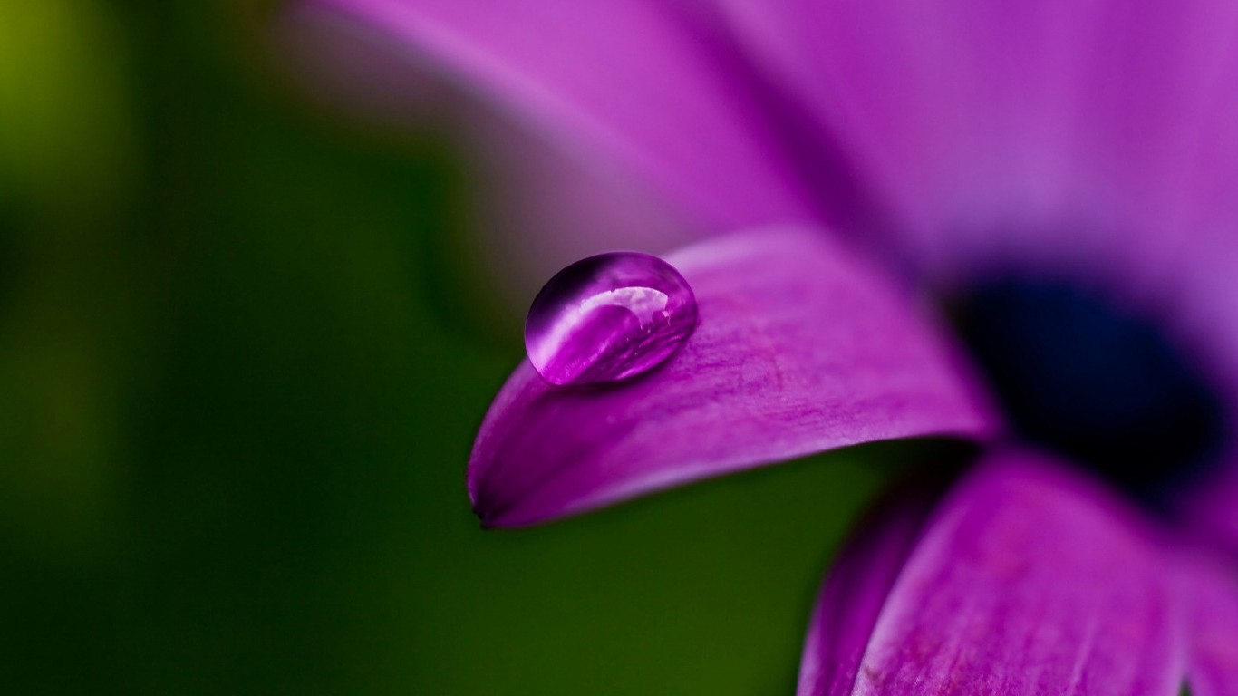 flor de pantalla en vivo hd,púrpura,pétalo,verde,violeta,fotografía macro