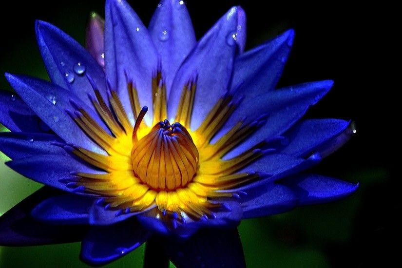 flor de pantalla en vivo hd,flor,planta floreciendo,azul,pétalo,naturaleza