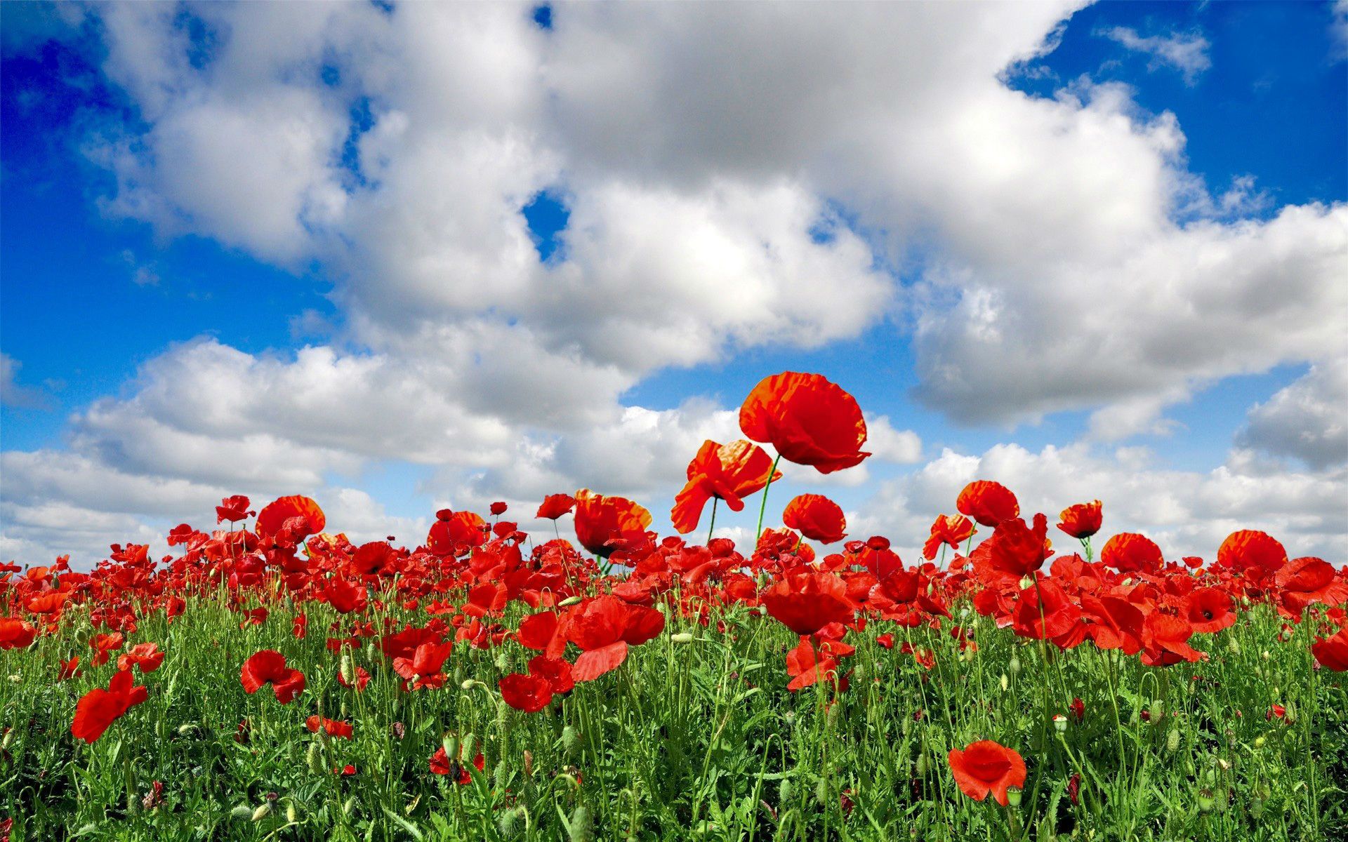 flower live wallpaper hd,flower,flowering plant,sky,plant,poppy