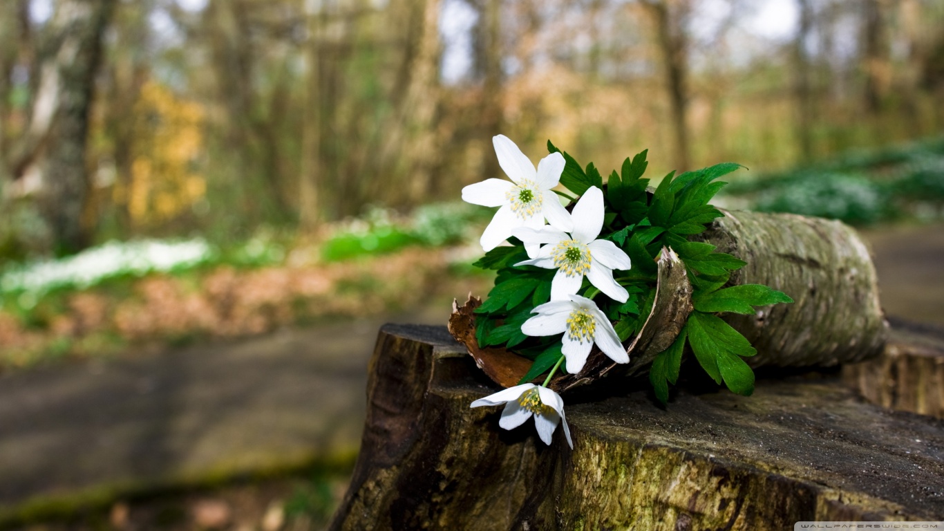 flower live wallpaper hd,flower,plant,natural landscape,spring,petal