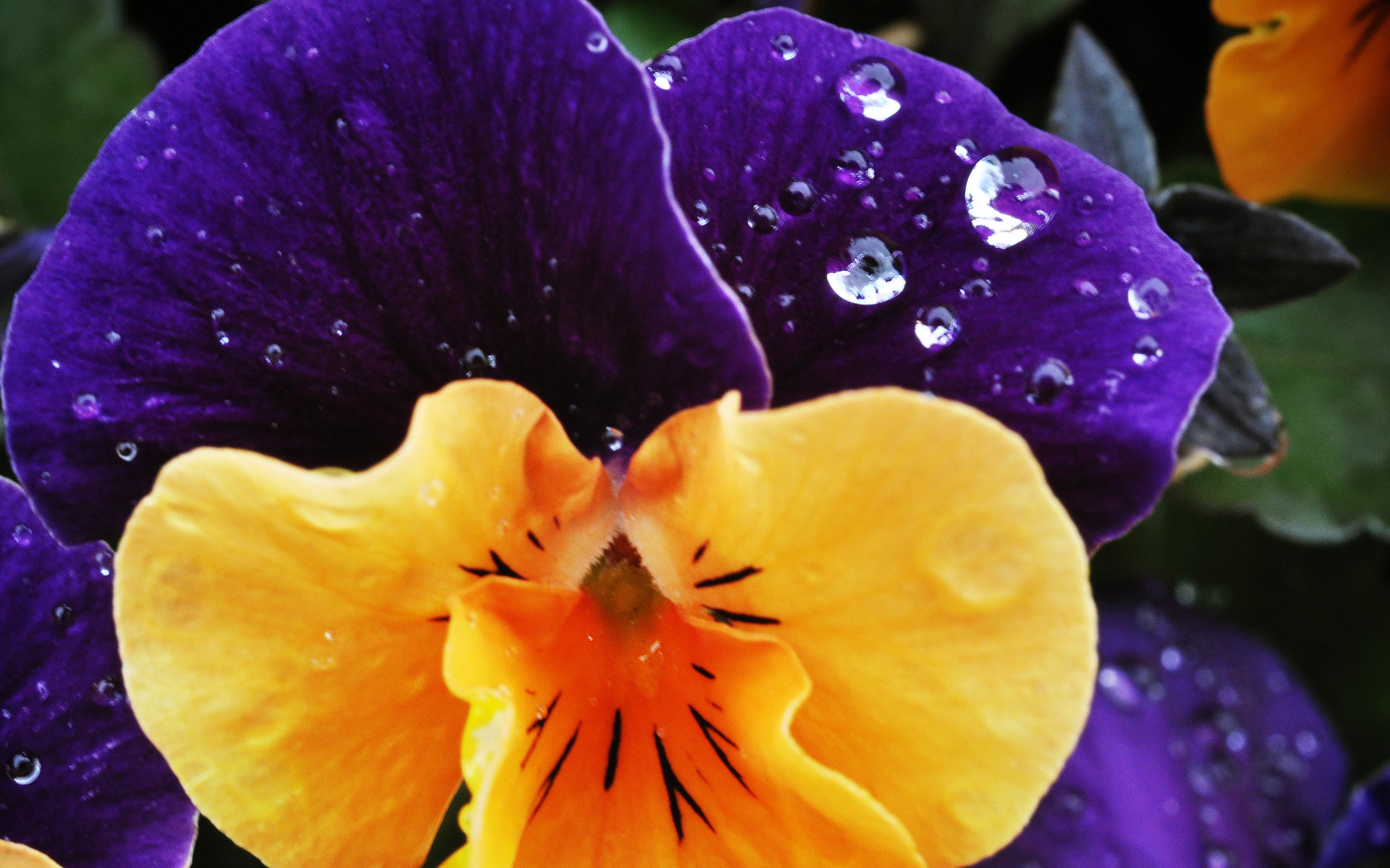 flor de pantalla en vivo hd,flor,planta floreciendo,pétalo,pensamiento,violeta