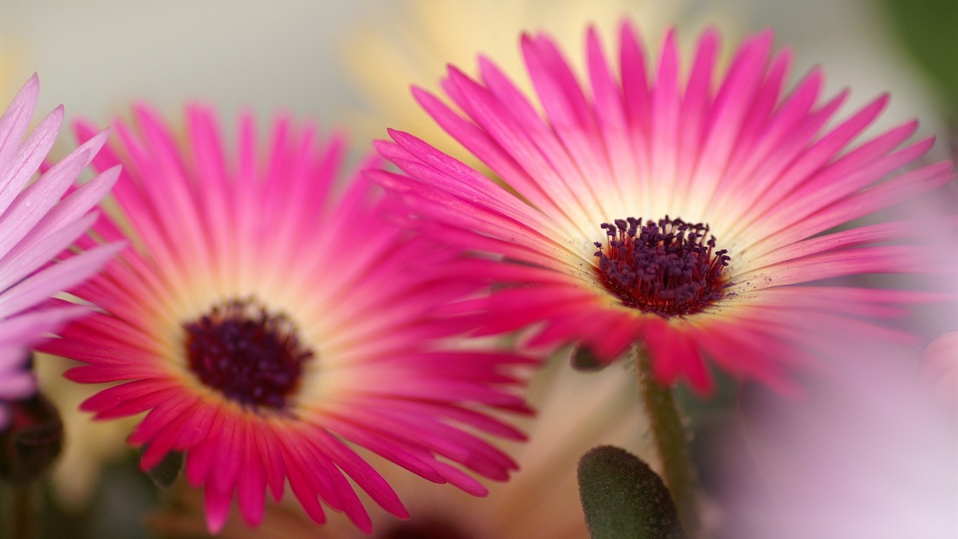 flor de pantalla en vivo hd,flor,pétalo,rosado,planta,planta de hielo
