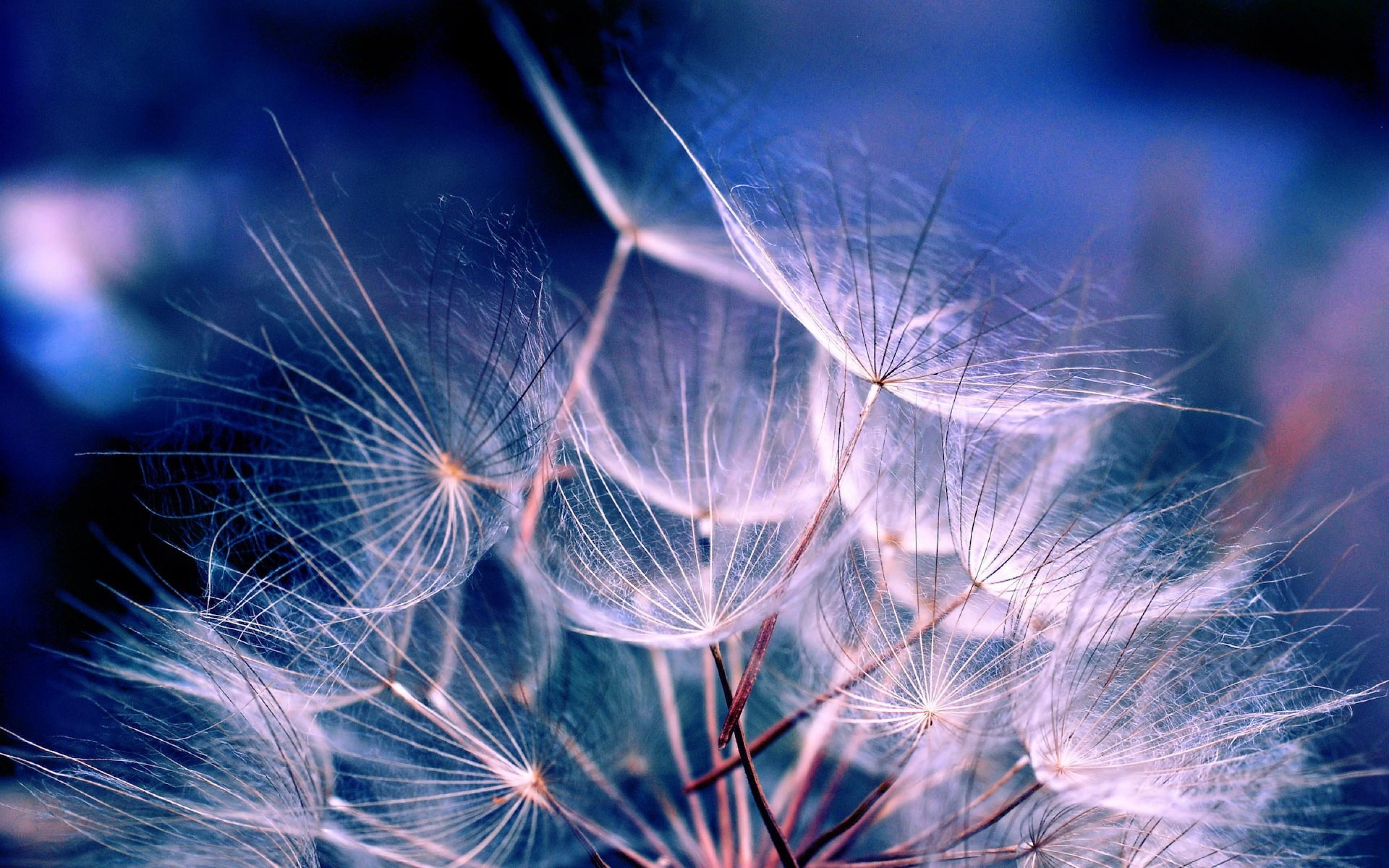 fondo de pantalla estética hd,azul,naturaleza,diente de león,diente de león,cielo