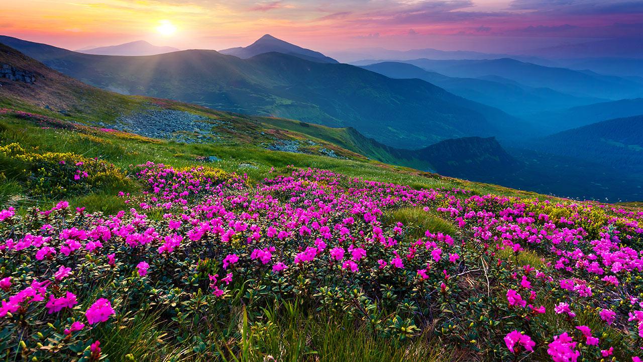 flower live wallpaper hd,flower,mountainous landforms,natural landscape,nature,mountain