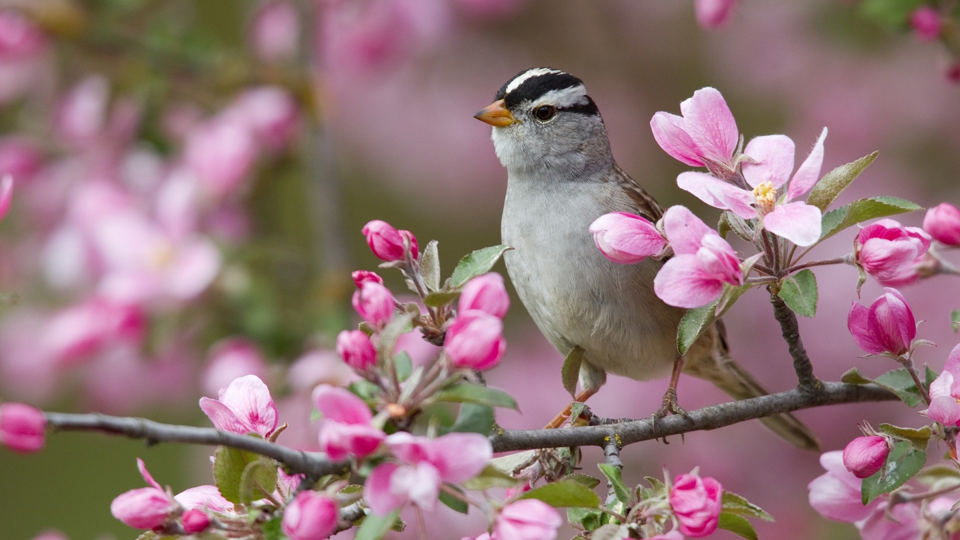 fleur fond d'écran en direct hd,oiseau,fleur,printemps,fleur,plante