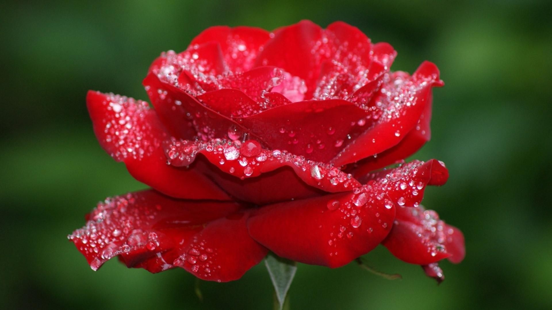 fleur fond d'écran en direct hd,fleur,plante à fleurs,rouge,roses de jardin,pétale