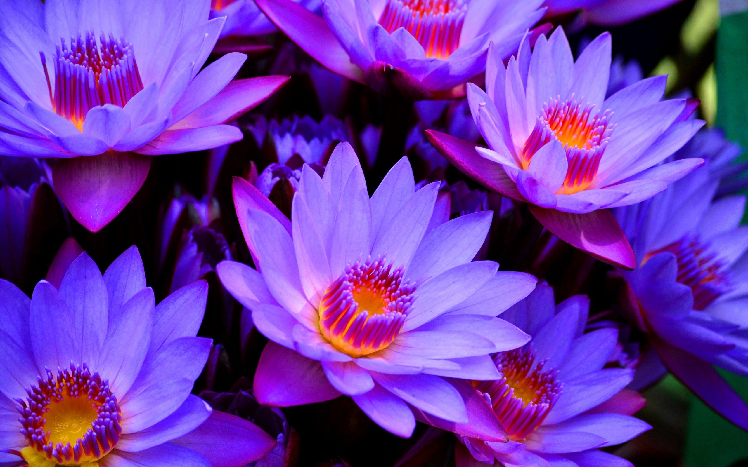 flor de pantalla en vivo hd,flor,planta floreciendo,pétalo,planta acuática,violeta