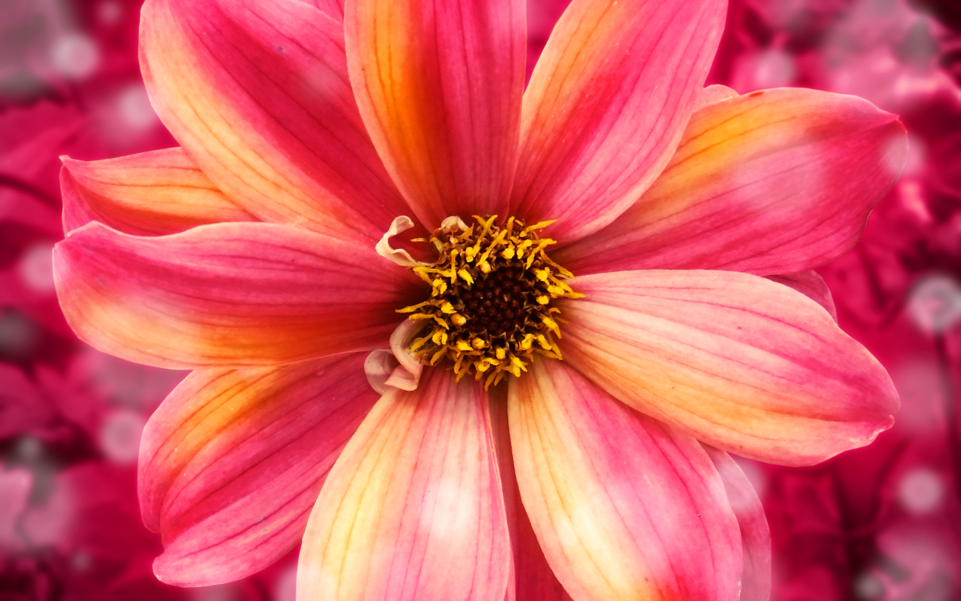 flor de pantalla en vivo hd,flor,planta floreciendo,pétalo,rojo,rosado
